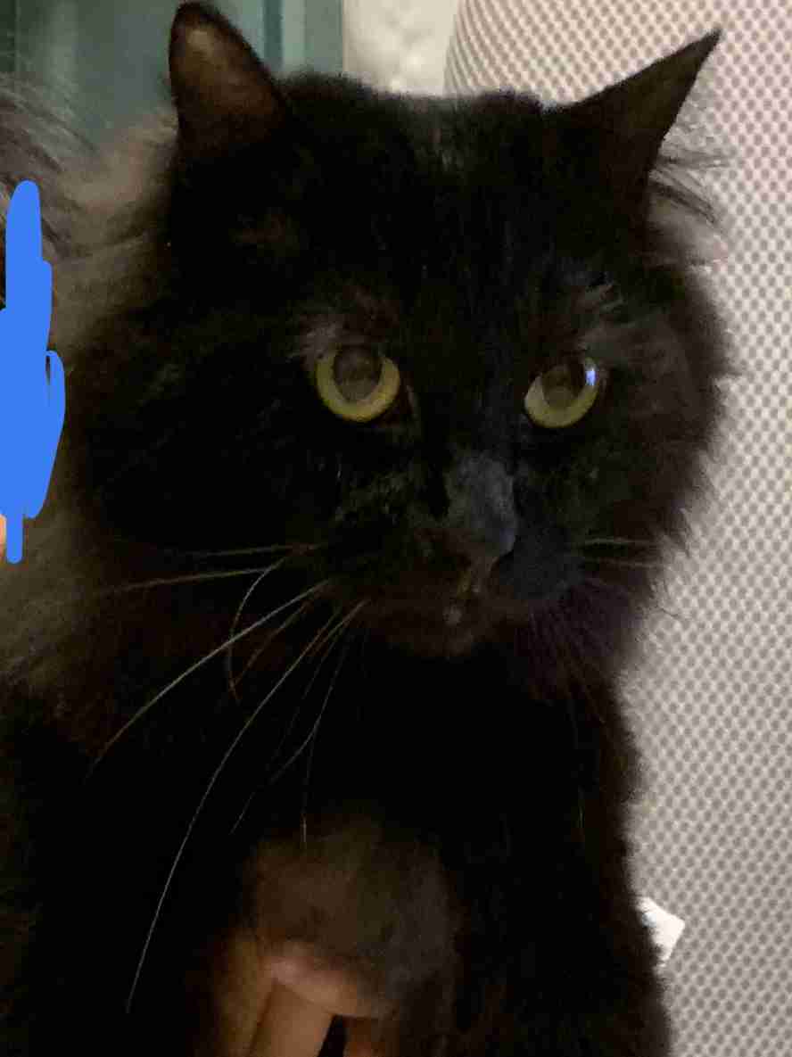 (身バレしない程度に)お宅の猫ちゃん見せてください!part3