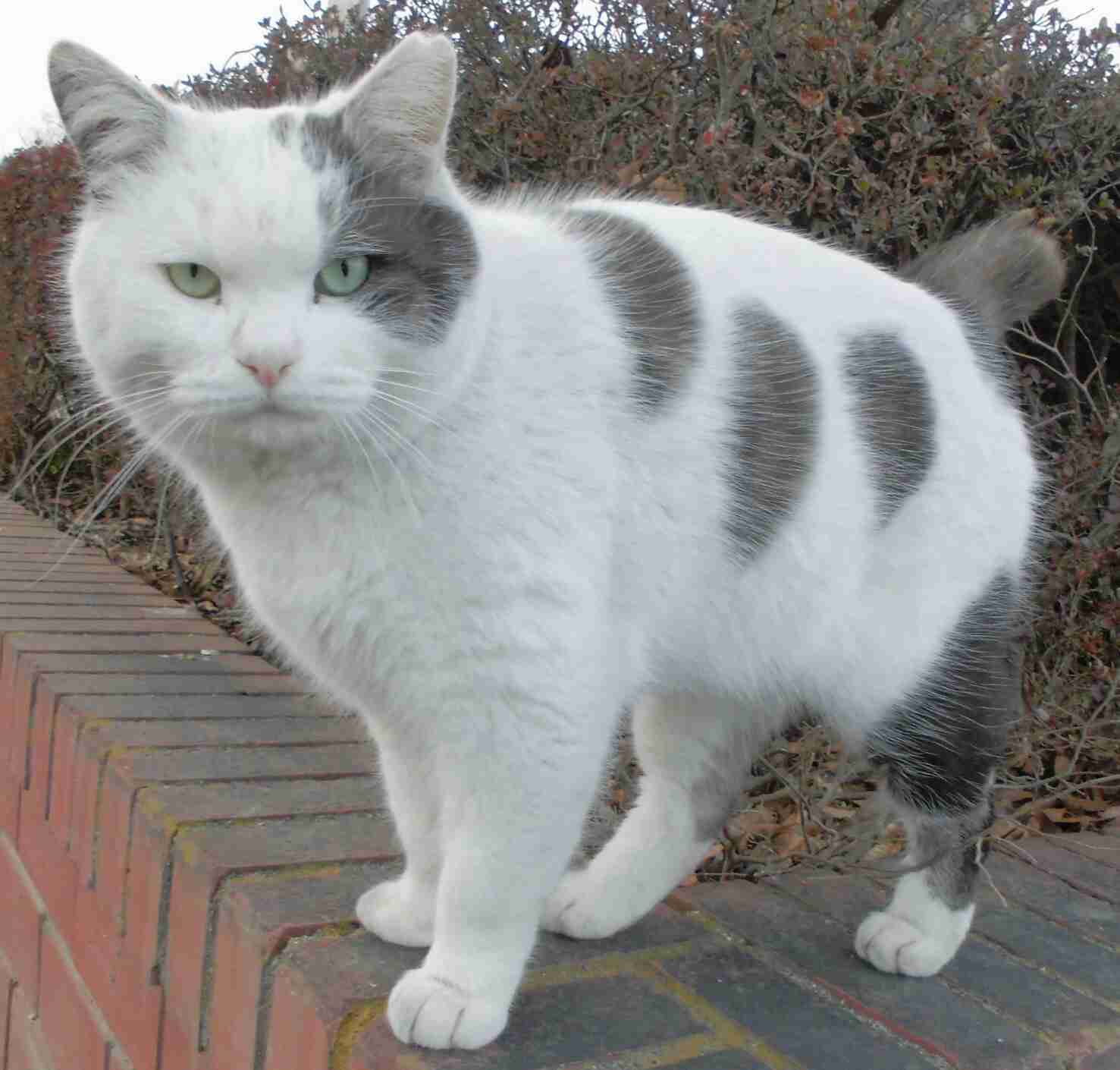 (身バレしない程度に)お宅の猫ちゃん見せてください!part3