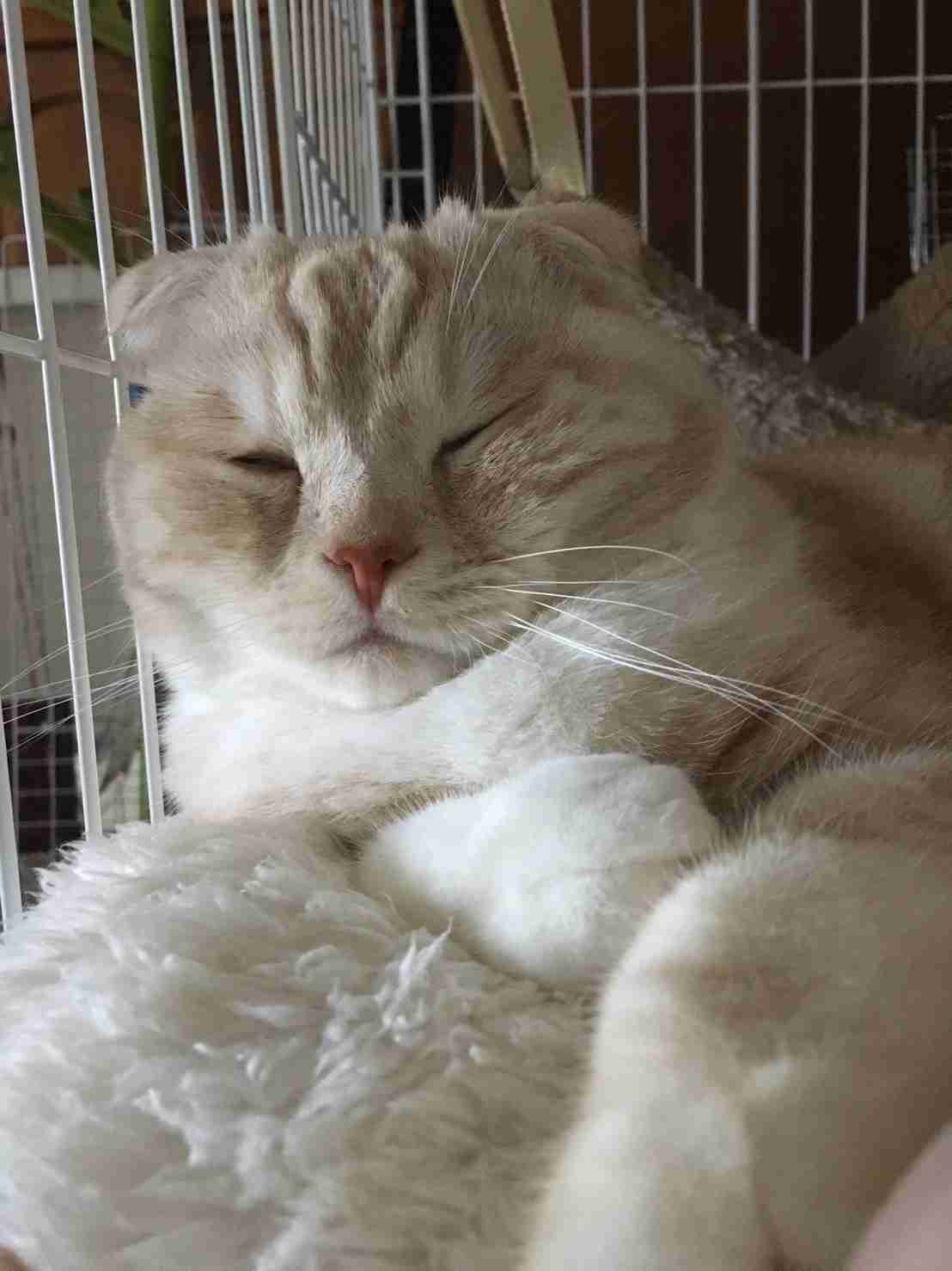 (身バレしない程度に)お宅の猫ちゃん見せてください!part3