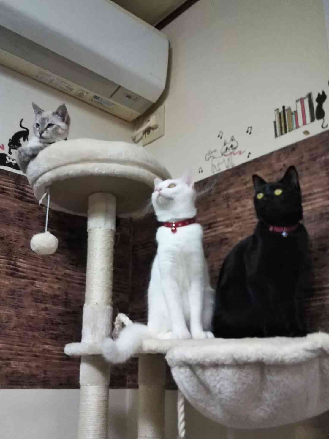 (身バレしない程度に)お宅の猫ちゃん見せてください!part3