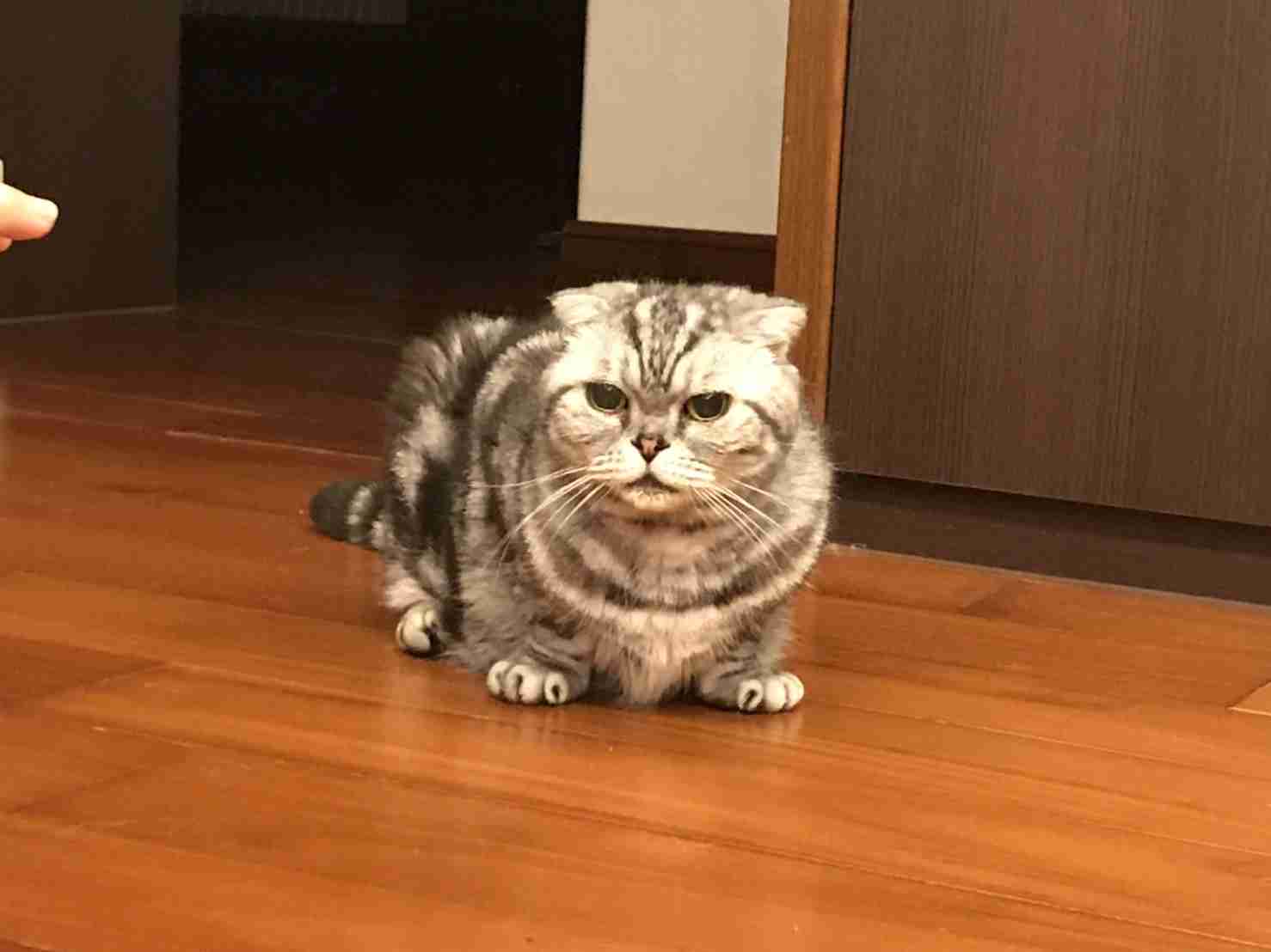(身バレしない程度に)お宅の猫ちゃん見せてください!part3