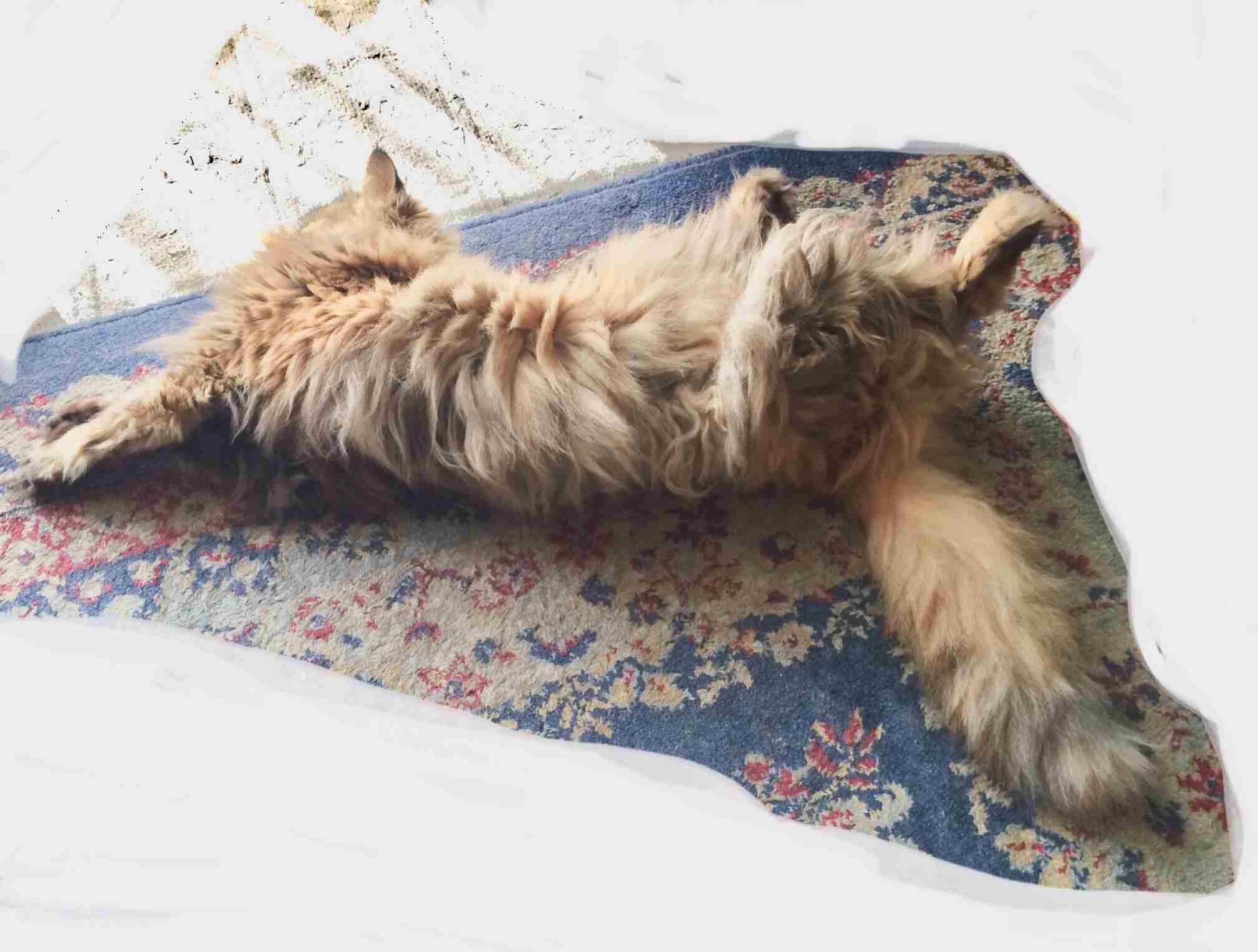 (身バレしない程度に)お宅の猫ちゃん見せてください!part3