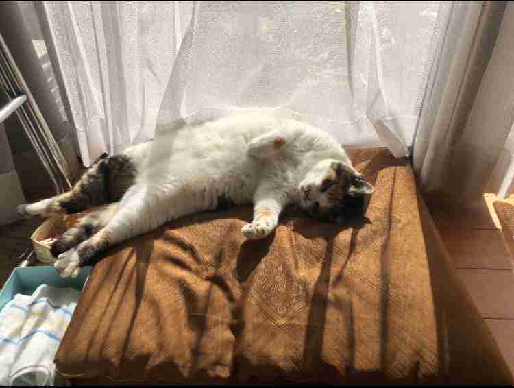 (身バレしない程度に)お宅の猫ちゃん見せてください!part3