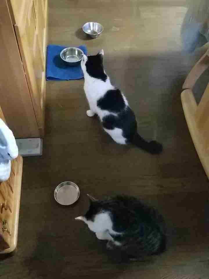 (身バレしない程度に)お宅の猫ちゃん見せてください!part3