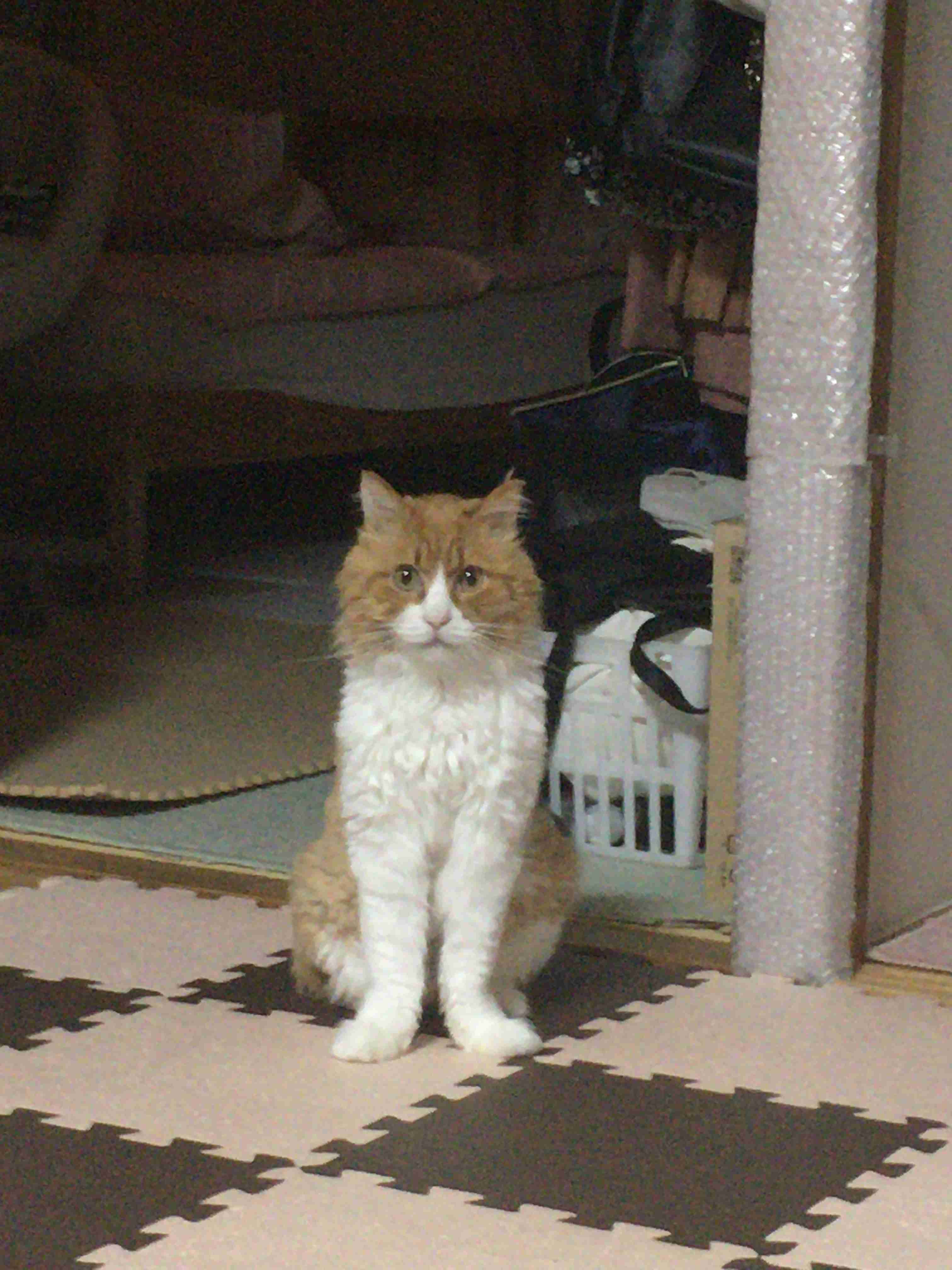 (身バレしない程度に)お宅の猫ちゃん見せてください!part3