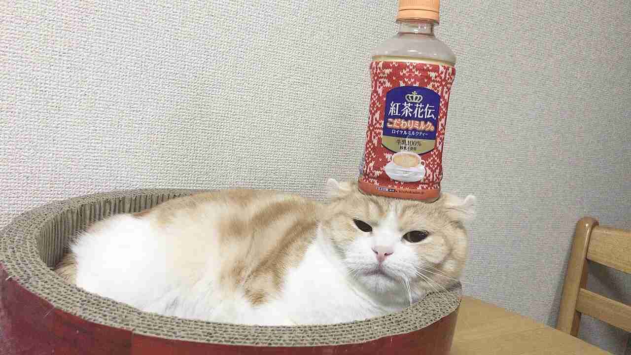 (身バレしない程度に)お宅の猫ちゃん見せてください!part3