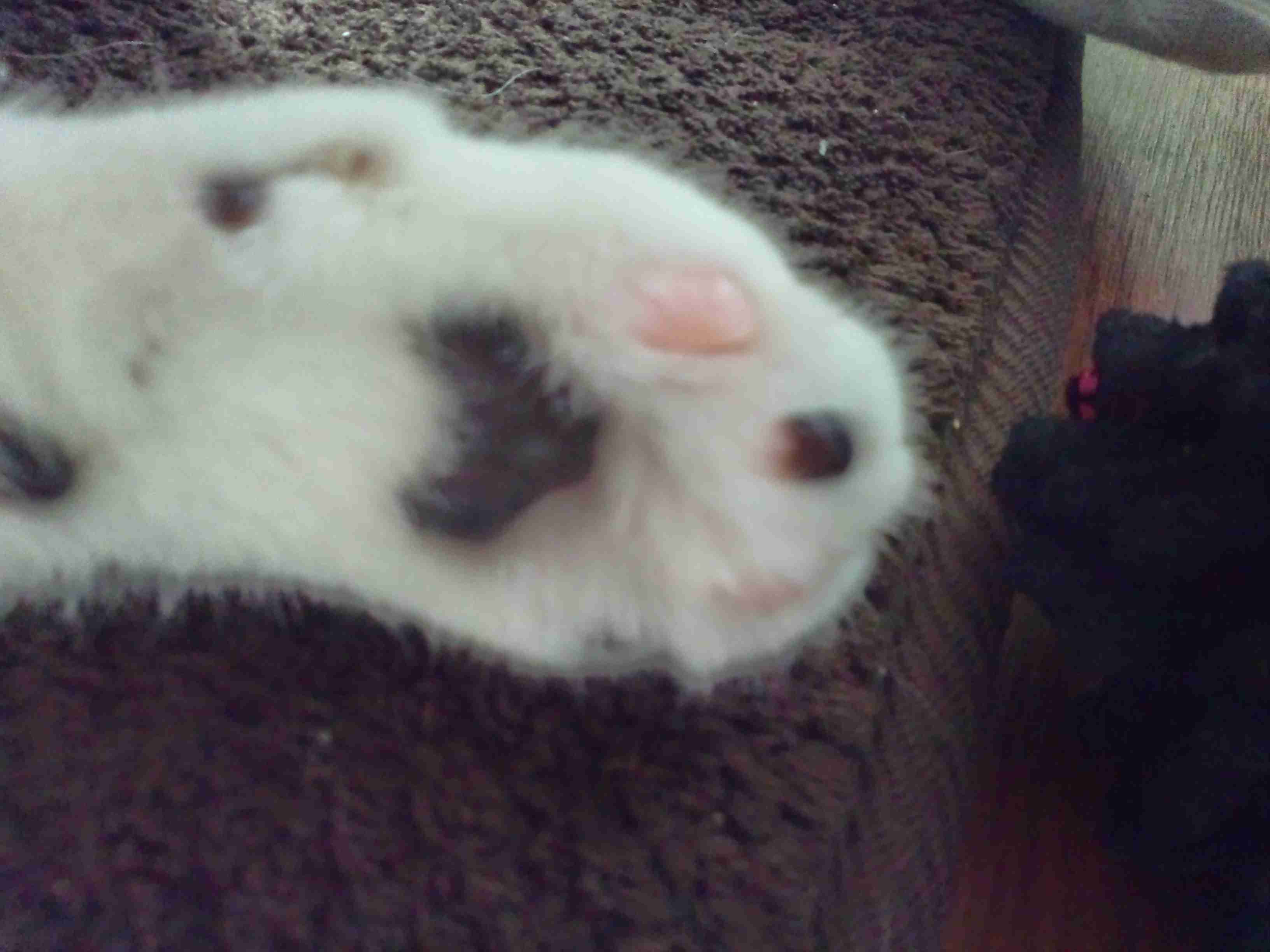 (身バレしない程度に)お宅の猫ちゃん見せてください!part3