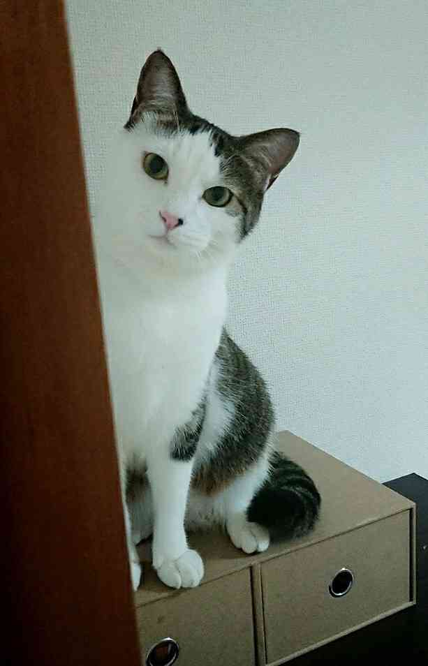 (身バレしない程度に)お宅の猫ちゃん見せてください!part3