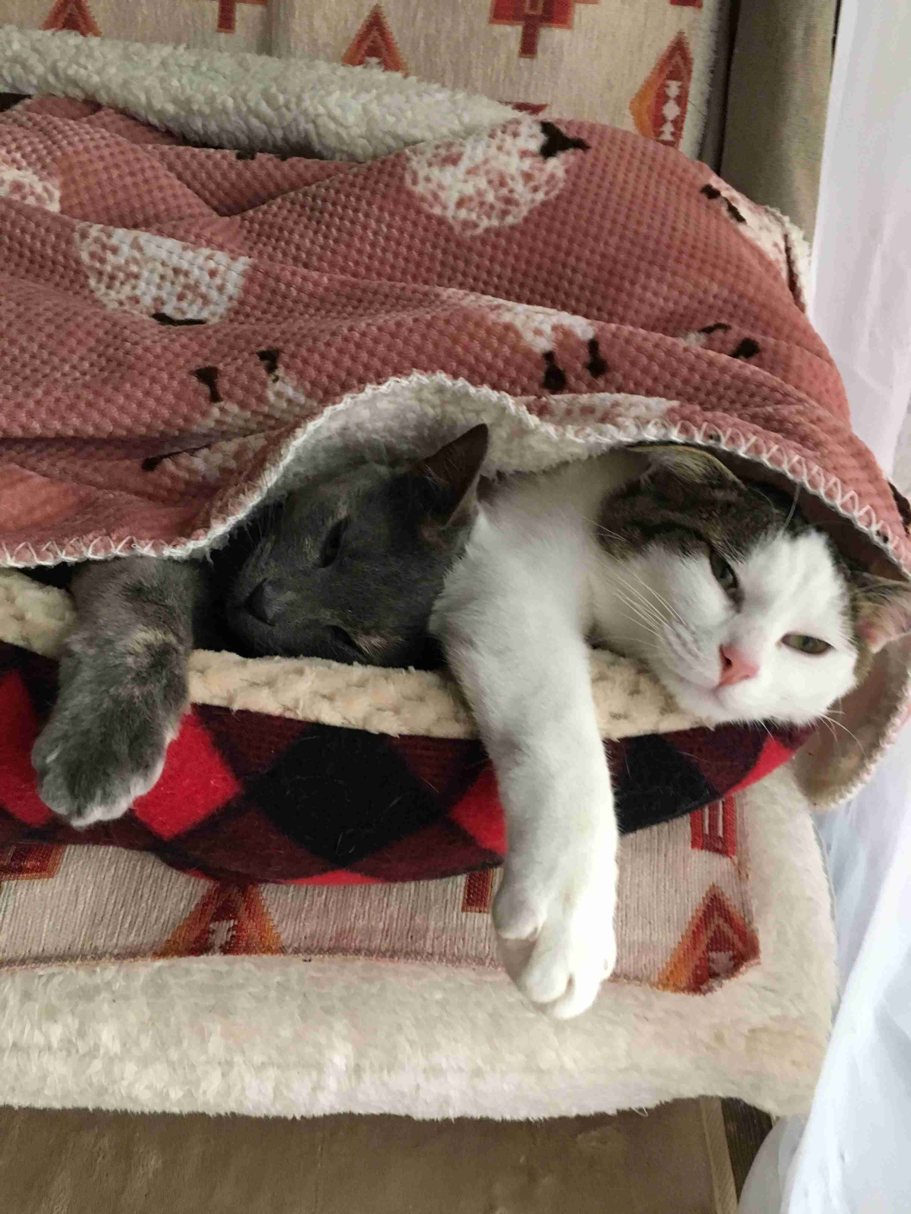 (身バレしない程度に)お宅の猫ちゃん見せてください!part3