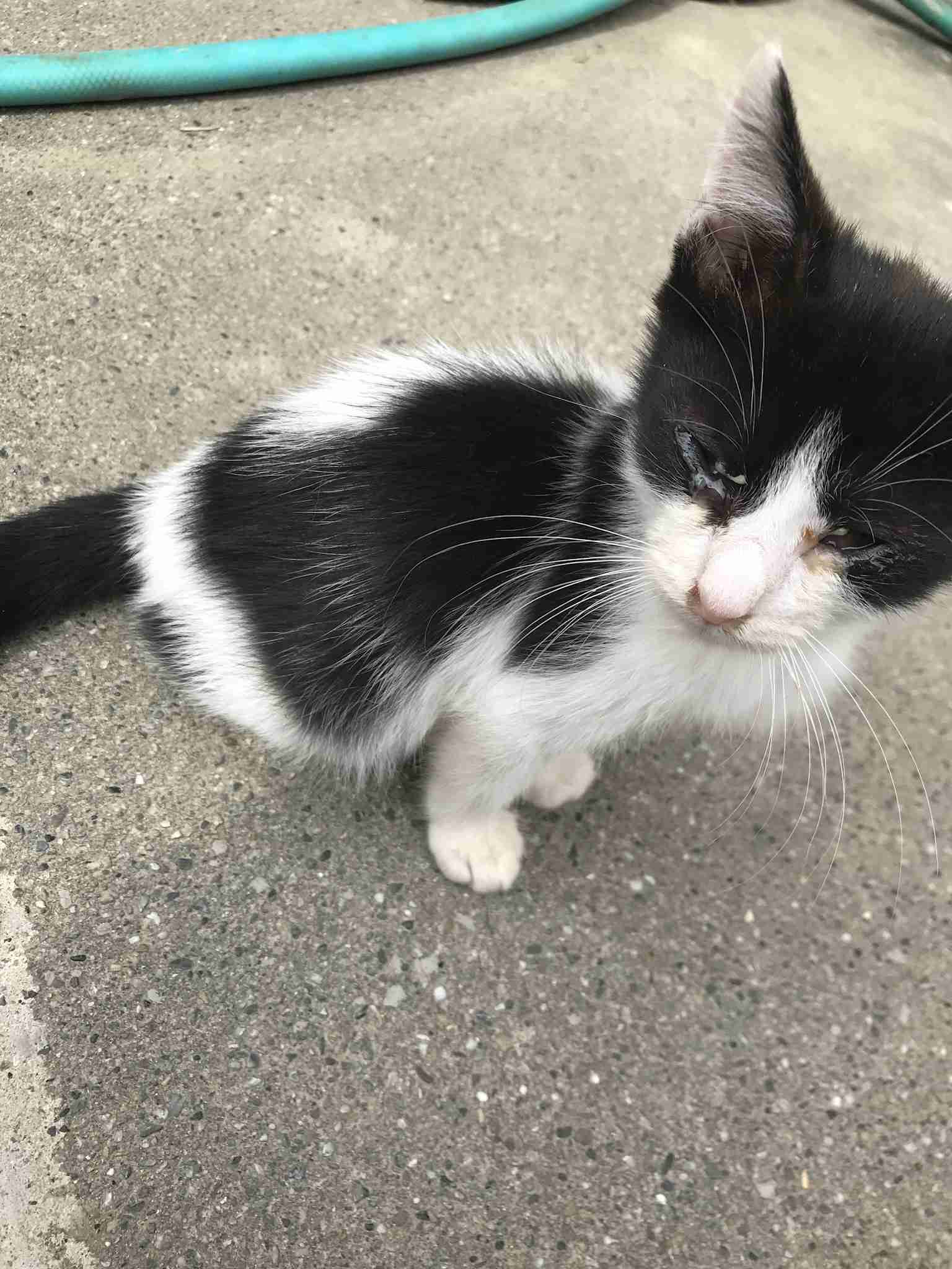 (身バレしない程度に)お宅の猫ちゃん見せてください!part3
