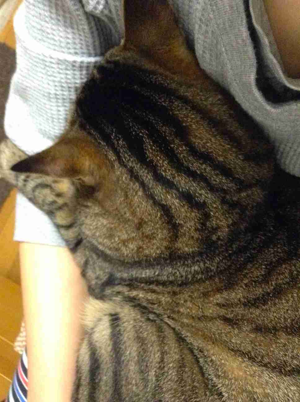 (身バレしない程度に)お宅の猫ちゃん見せてください!part3