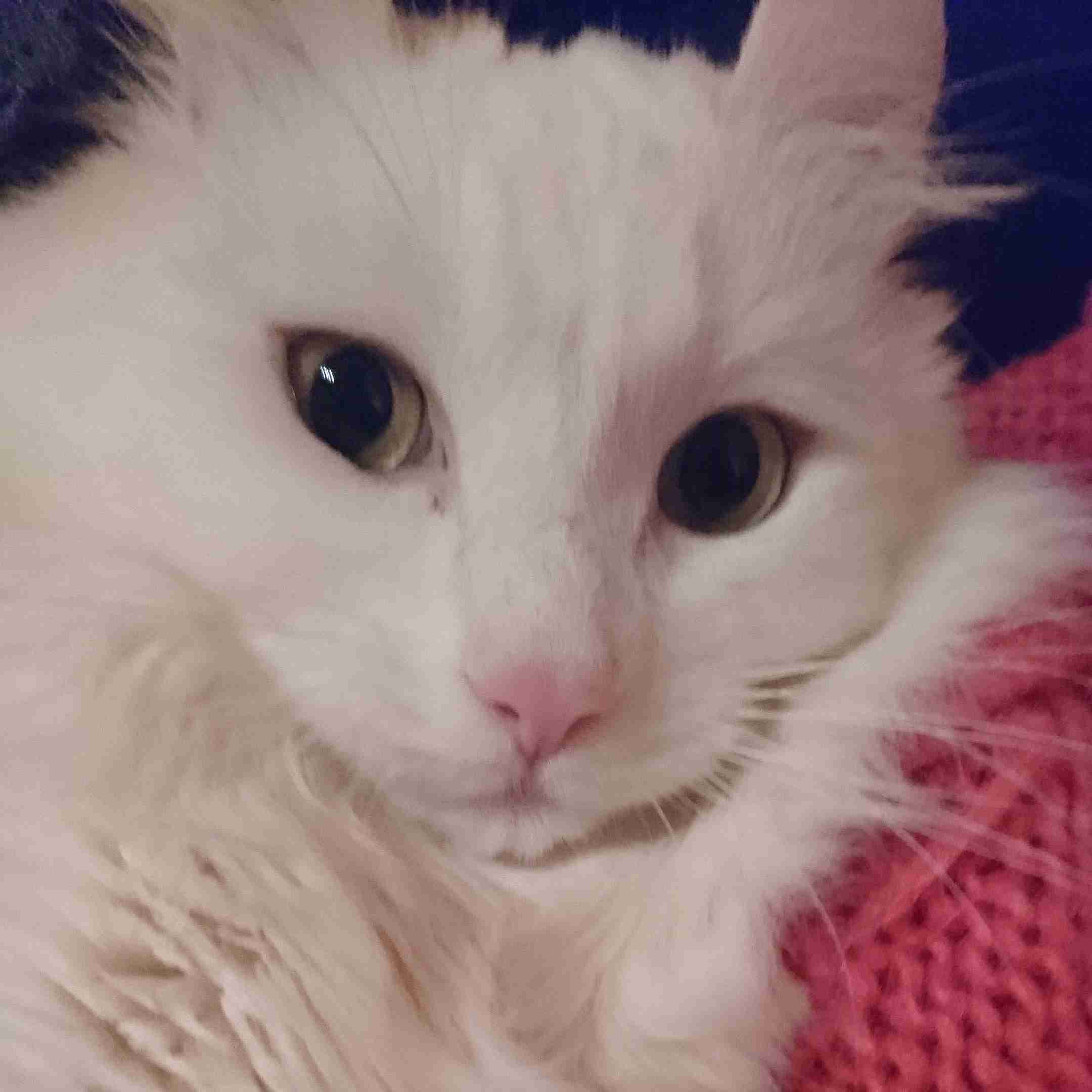 (身バレしない程度に)お宅の猫ちゃん見せてください!part3