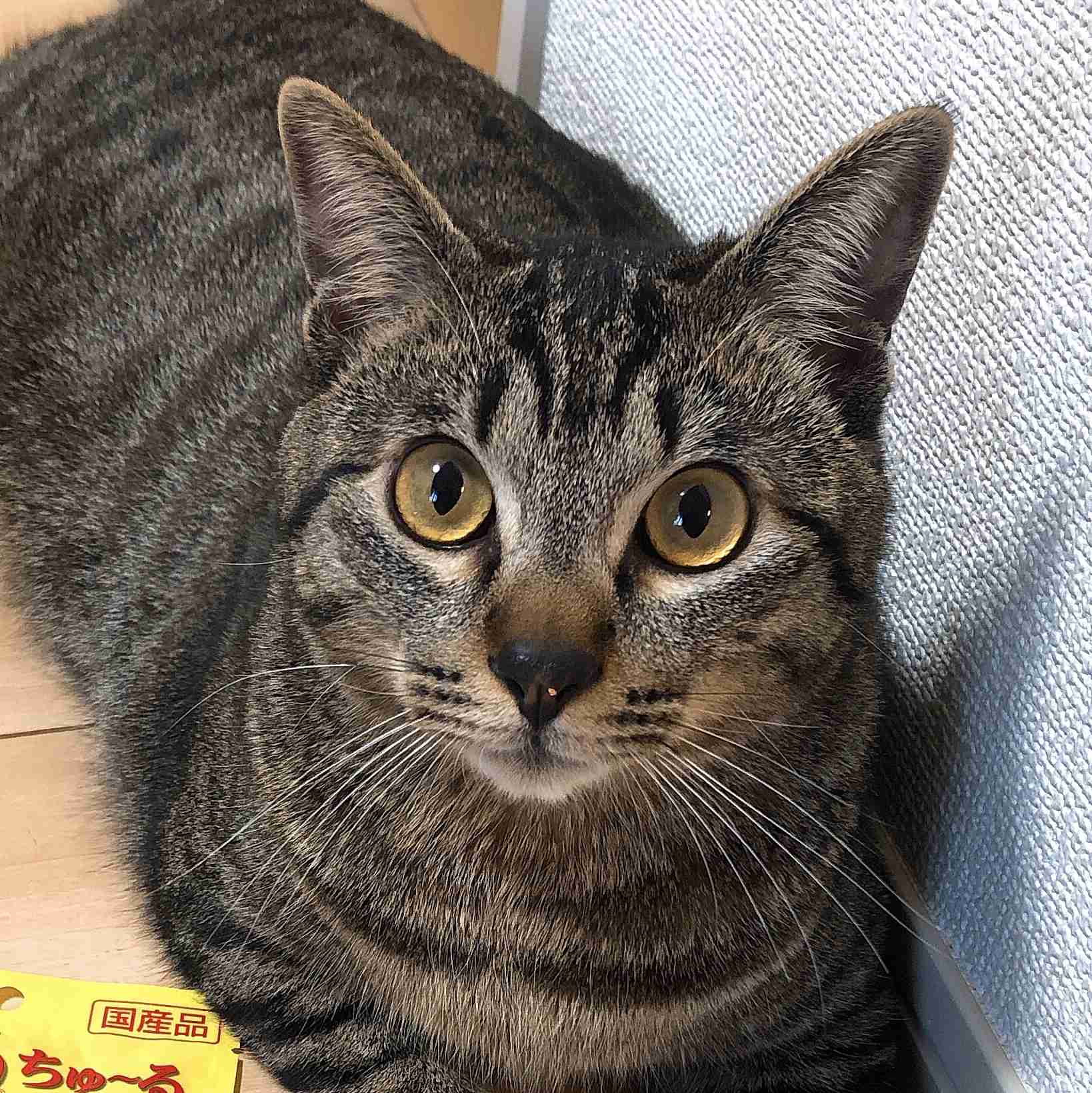 (身バレしない程度に)お宅の猫ちゃん見せてください!part3