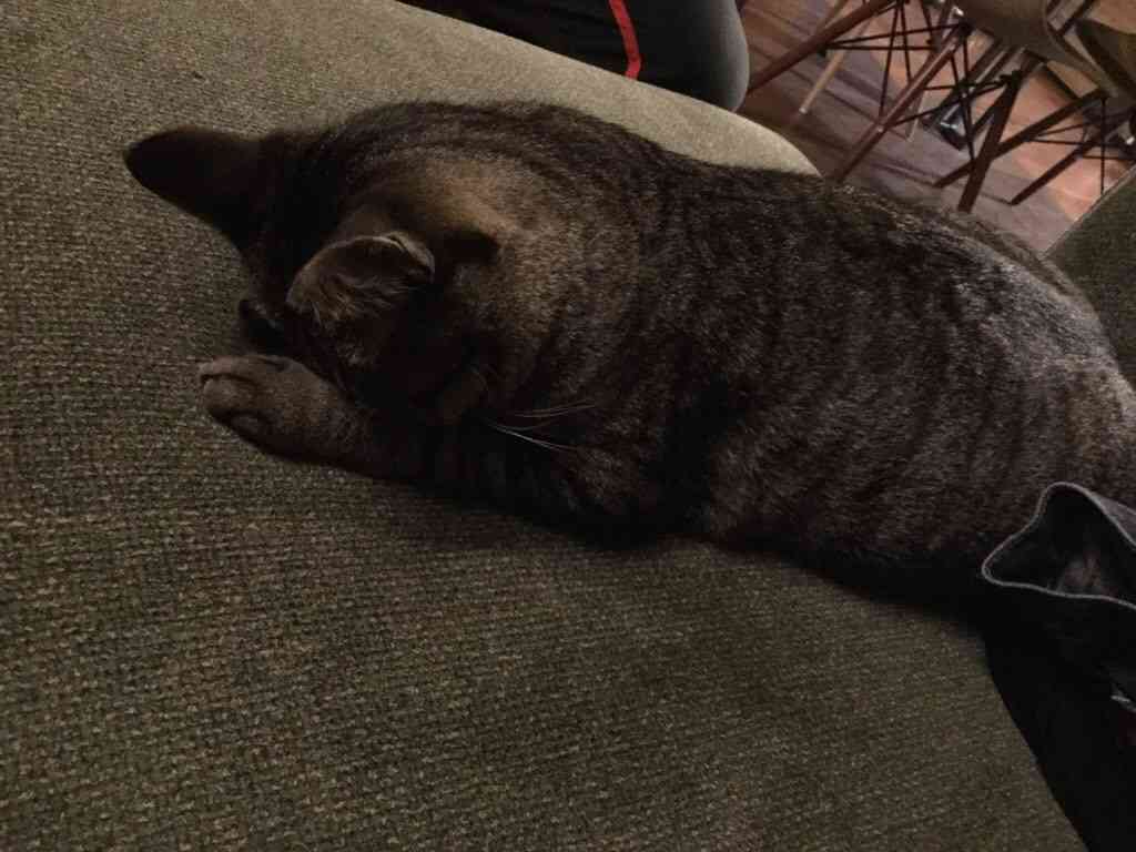(身バレしない程度に)お宅の猫ちゃん見せてください!part3