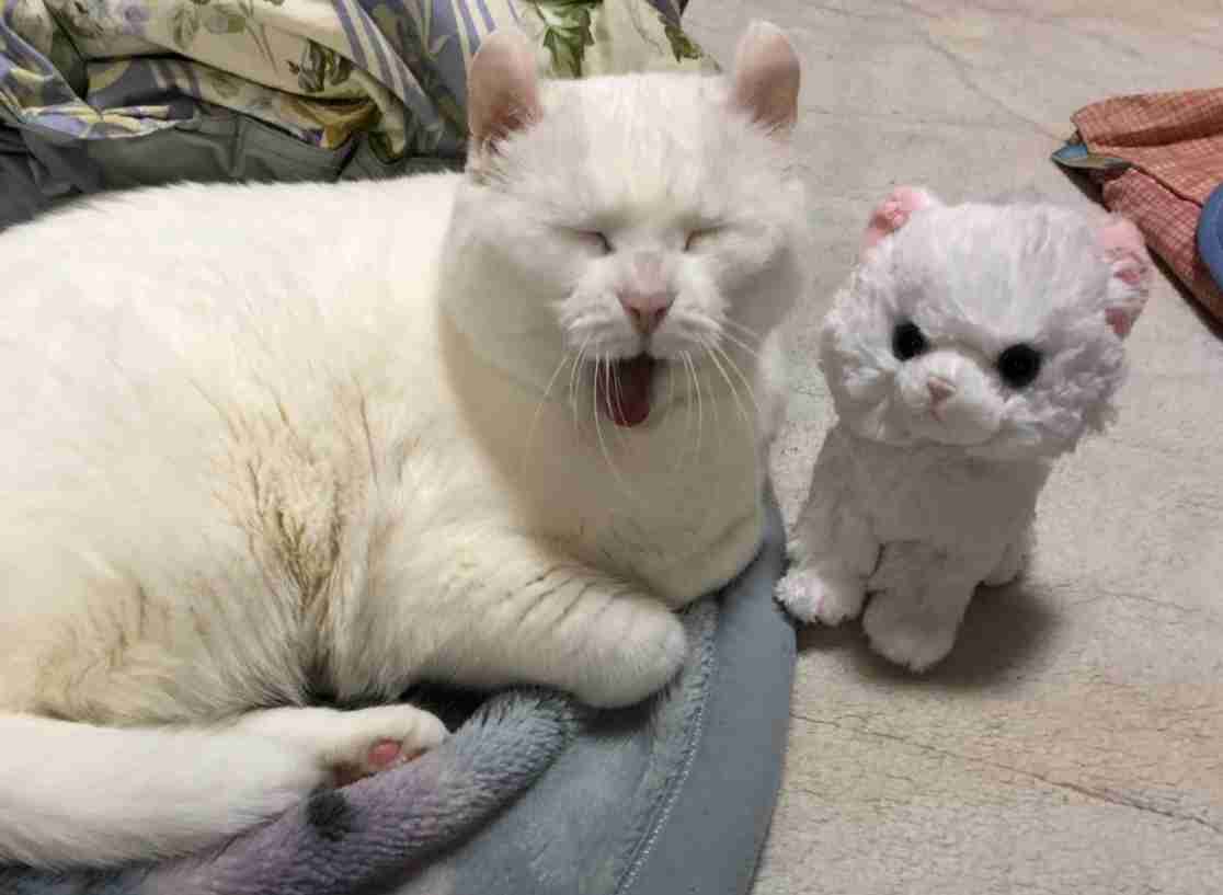 (身バレしない程度に)お宅の猫ちゃん見せてください!part3
