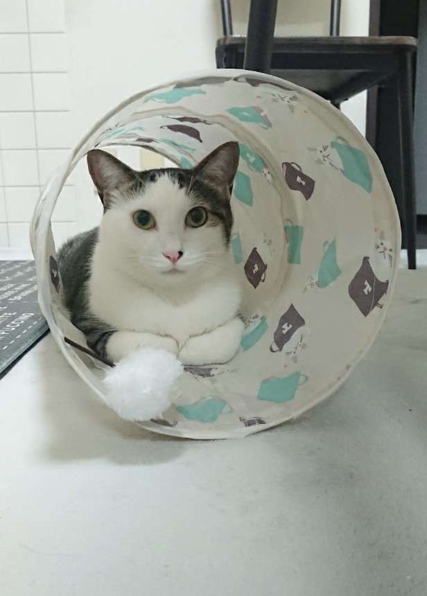 (身バレしない程度に)お宅の猫ちゃん見せてください!part3