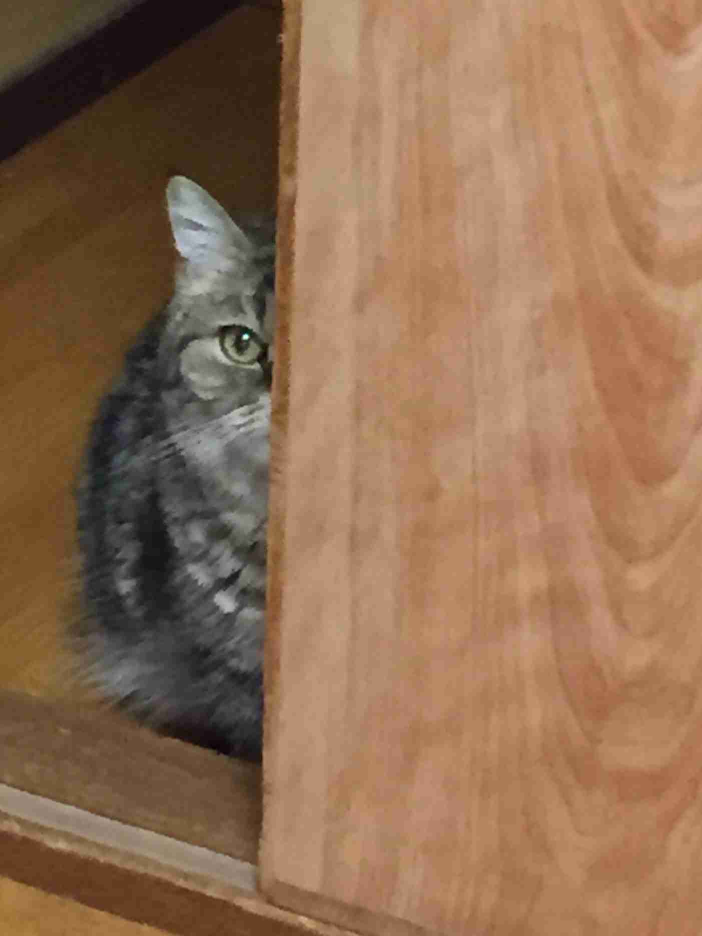 (身バレしない程度に)お宅の猫ちゃん見せてください!part3