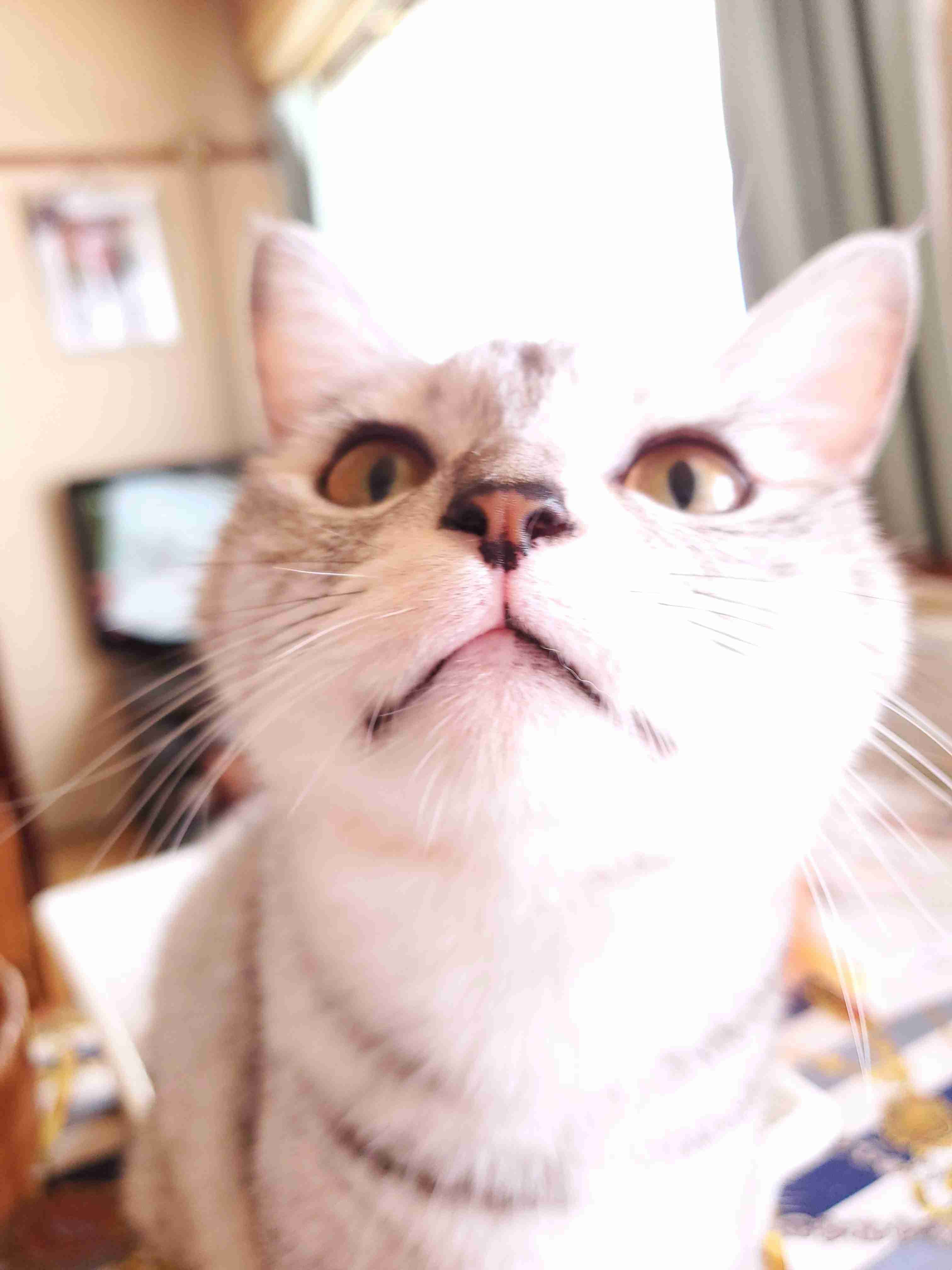 (身バレしない程度に)お宅の猫ちゃん見せてください!part3