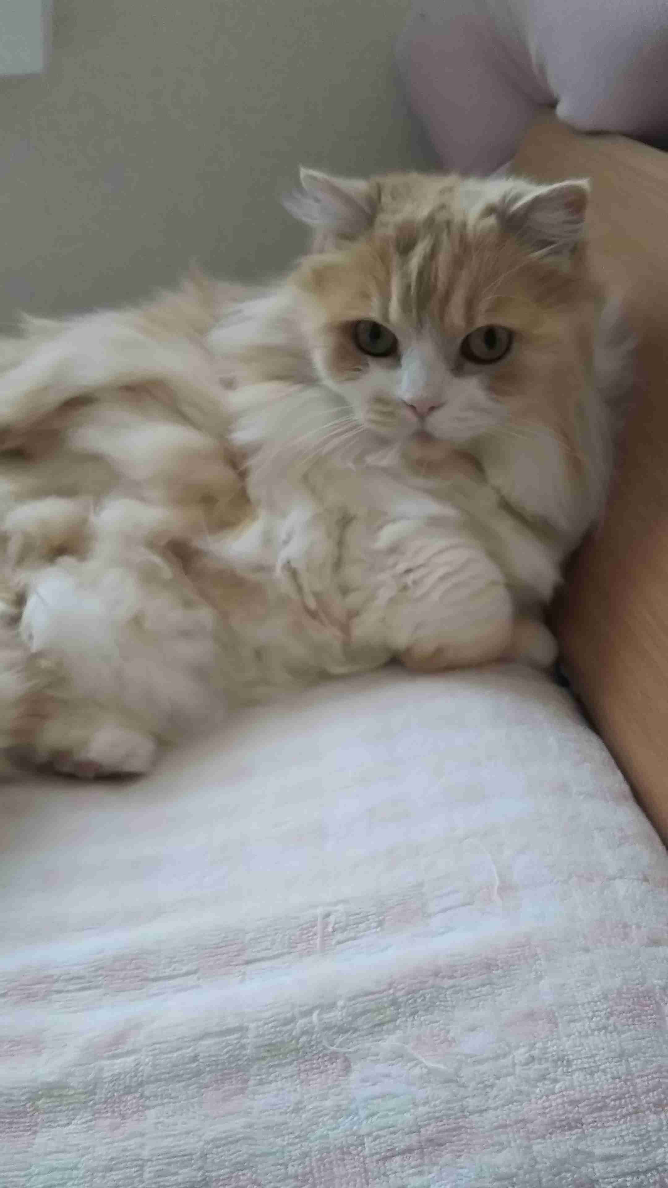 (身バレしない程度に)お宅の猫ちゃん見せてください!part3
