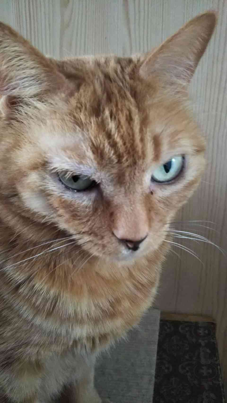 (身バレしない程度に)お宅の猫ちゃん見せてください!part3