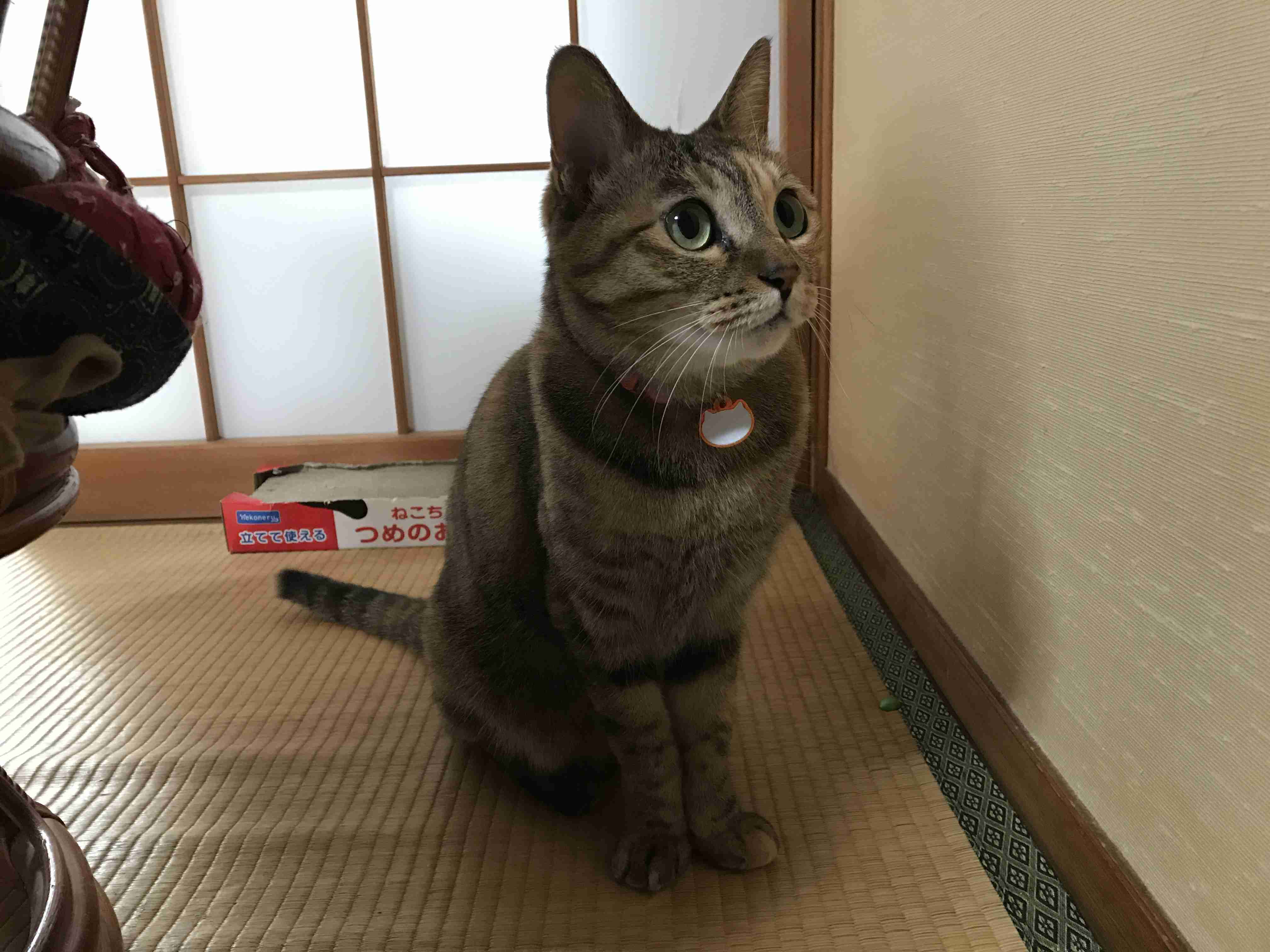 (身バレしない程度に)お宅の猫ちゃん見せてください!part3