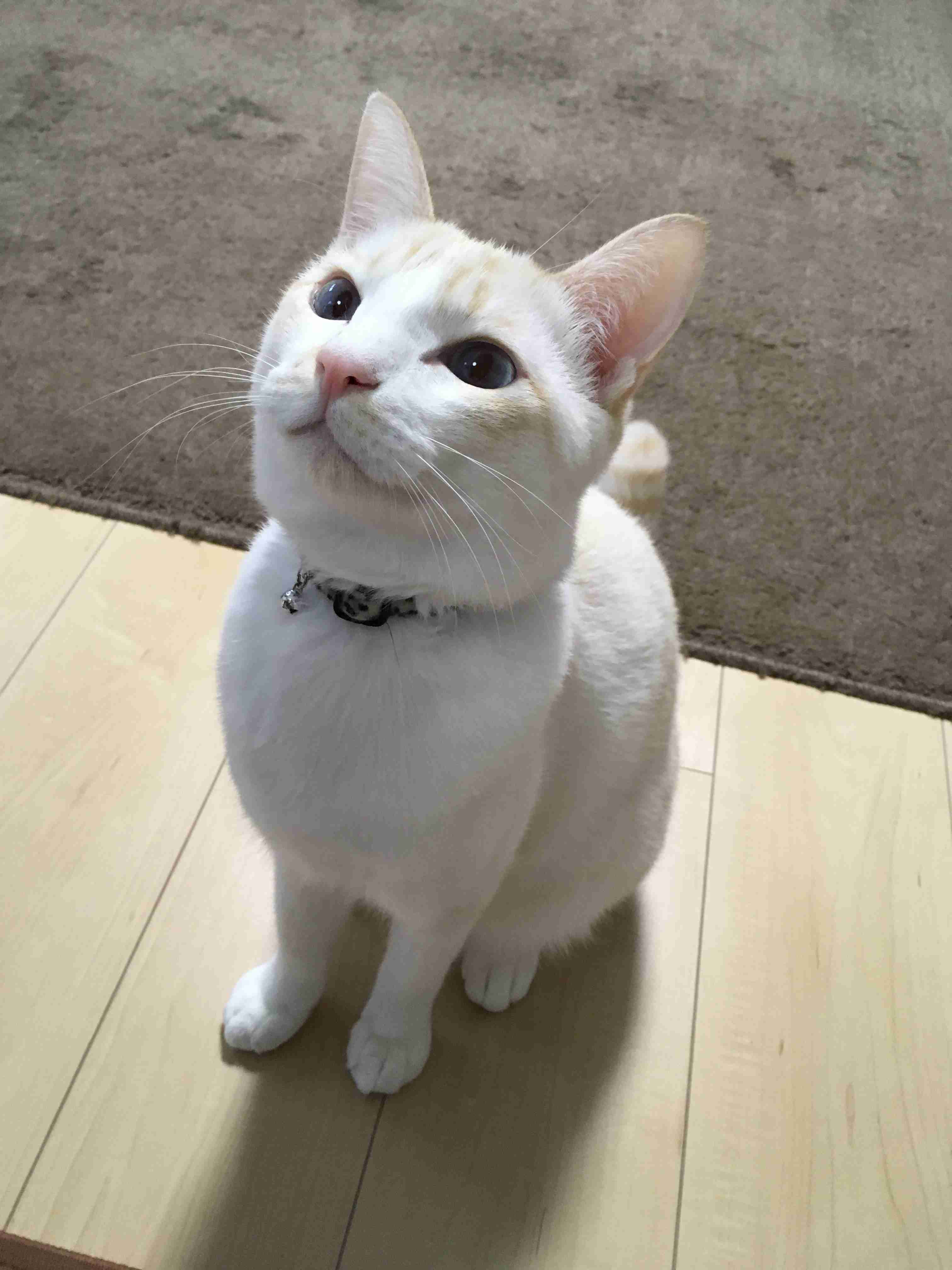 (身バレしない程度に)お宅の猫ちゃん見せてください!part3