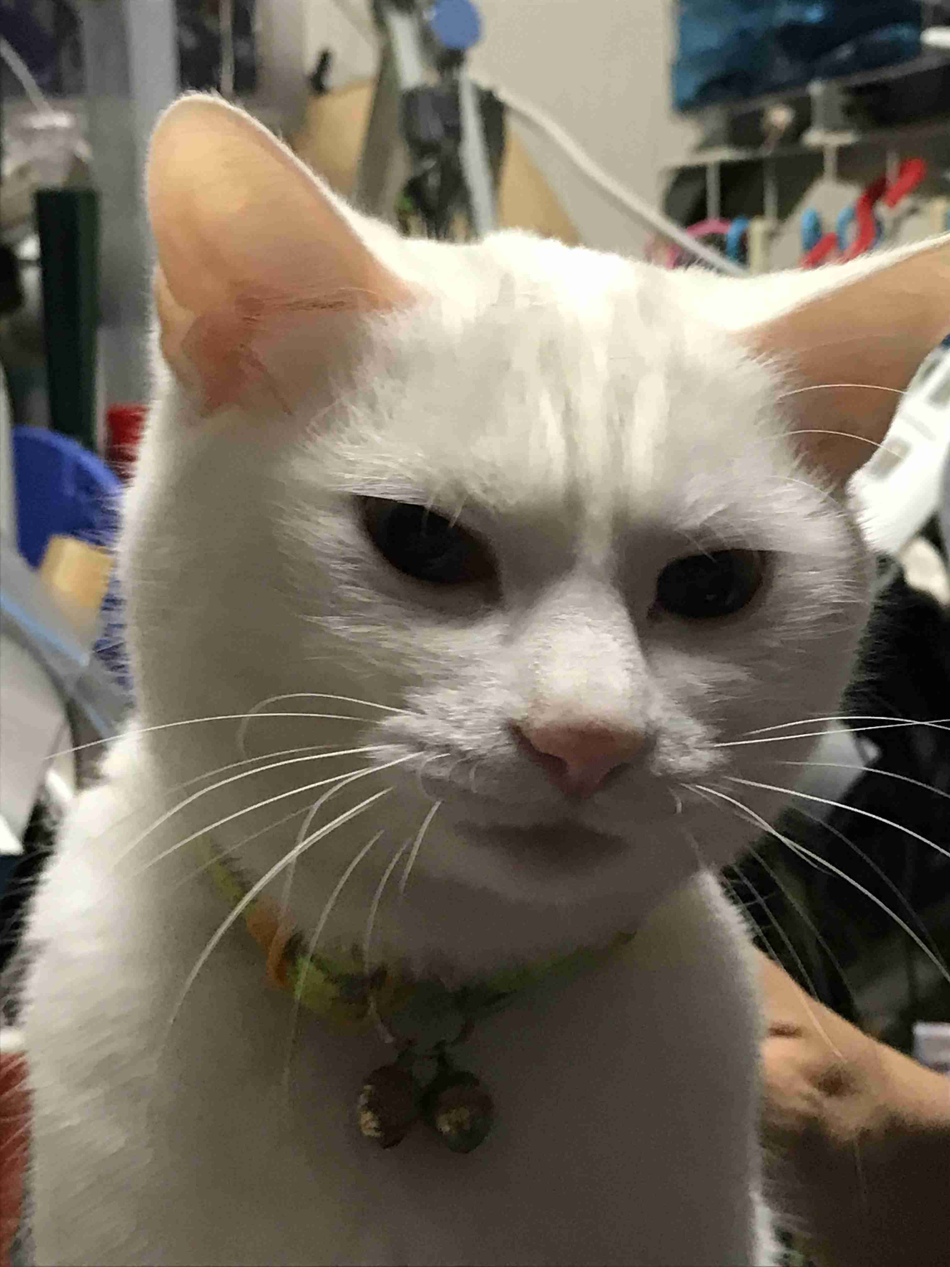 (身バレしない程度に)お宅の猫ちゃん見せてください!part3
