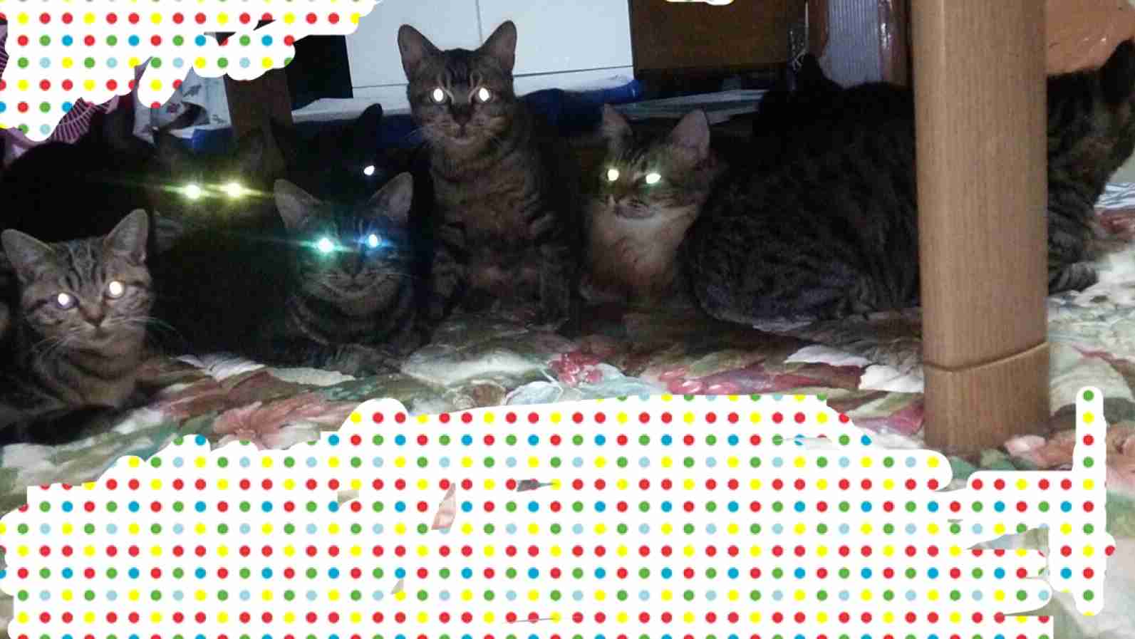 (身バレしない程度に)お宅の猫ちゃん見せてください!part3