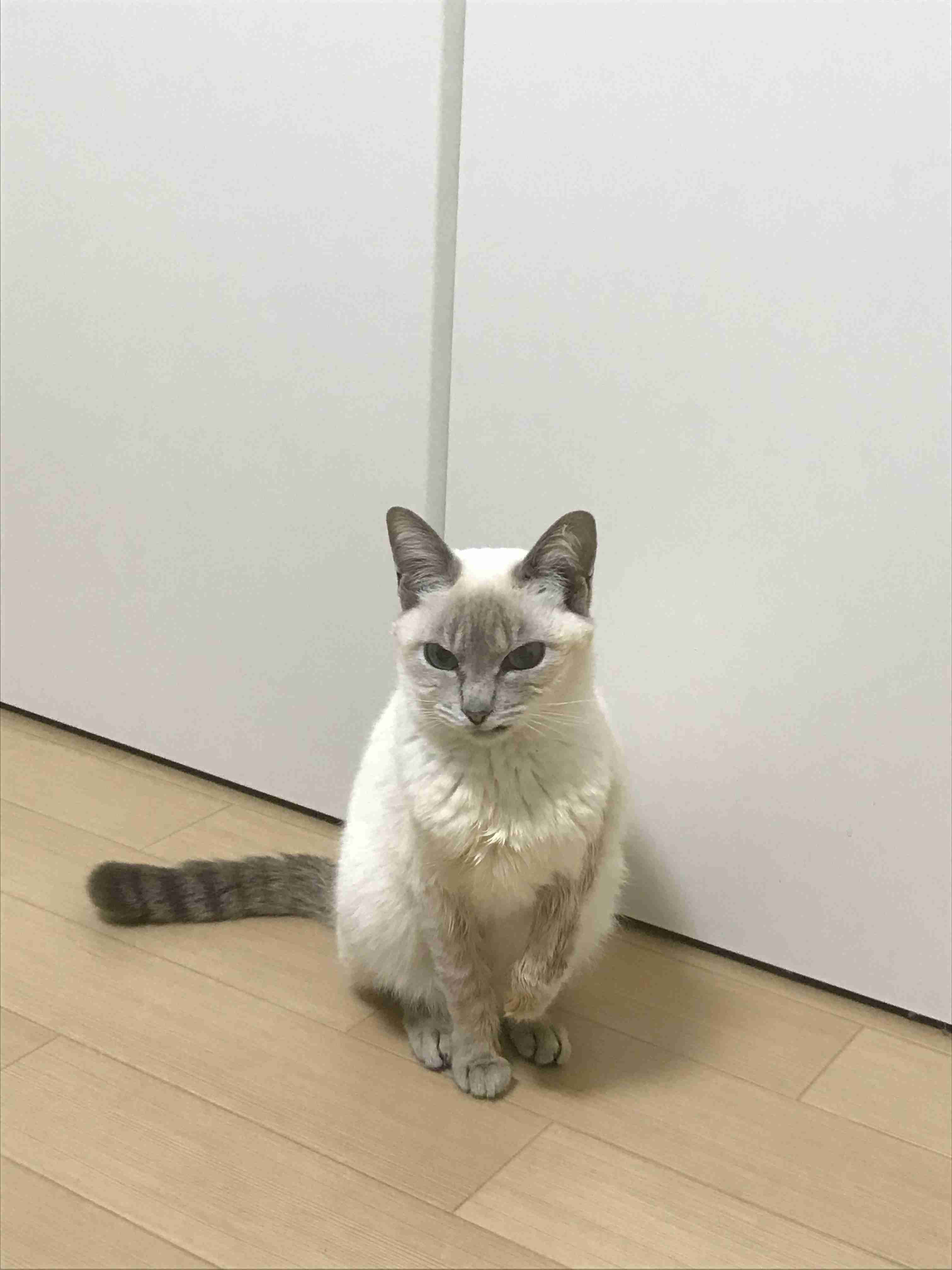 (身バレしない程度に)お宅の猫ちゃん見せてください!part3