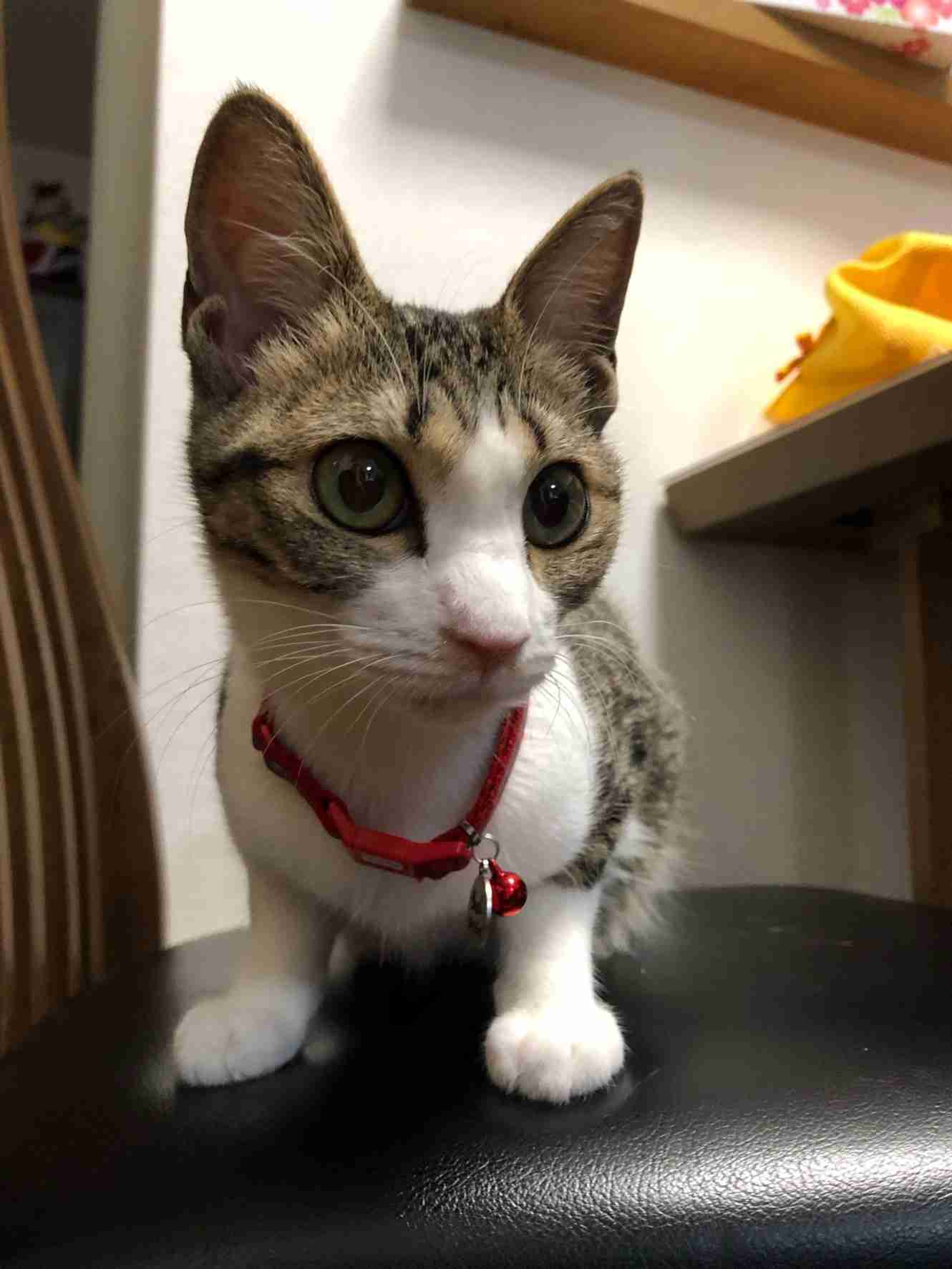 (身バレしない程度に)お宅の猫ちゃん見せてください!part3