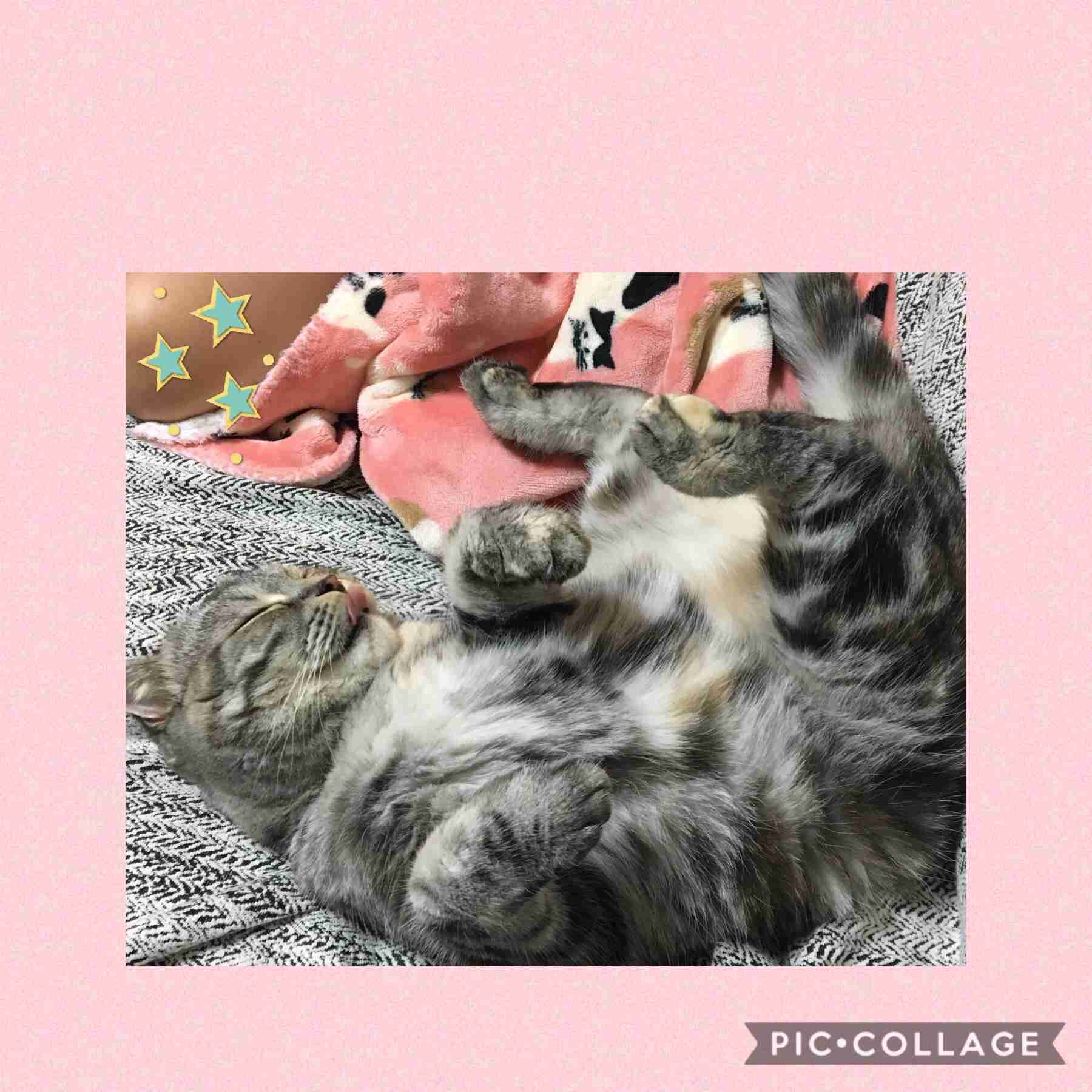 (身バレしない程度に)お宅の猫ちゃん見せてください!part3