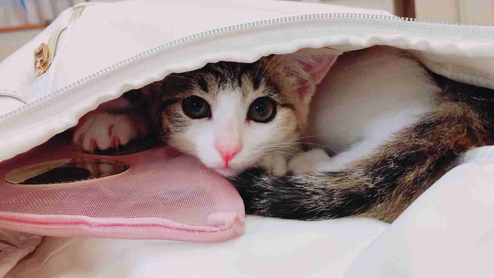 (身バレしない程度に)お宅の猫ちゃん見せてください!part3