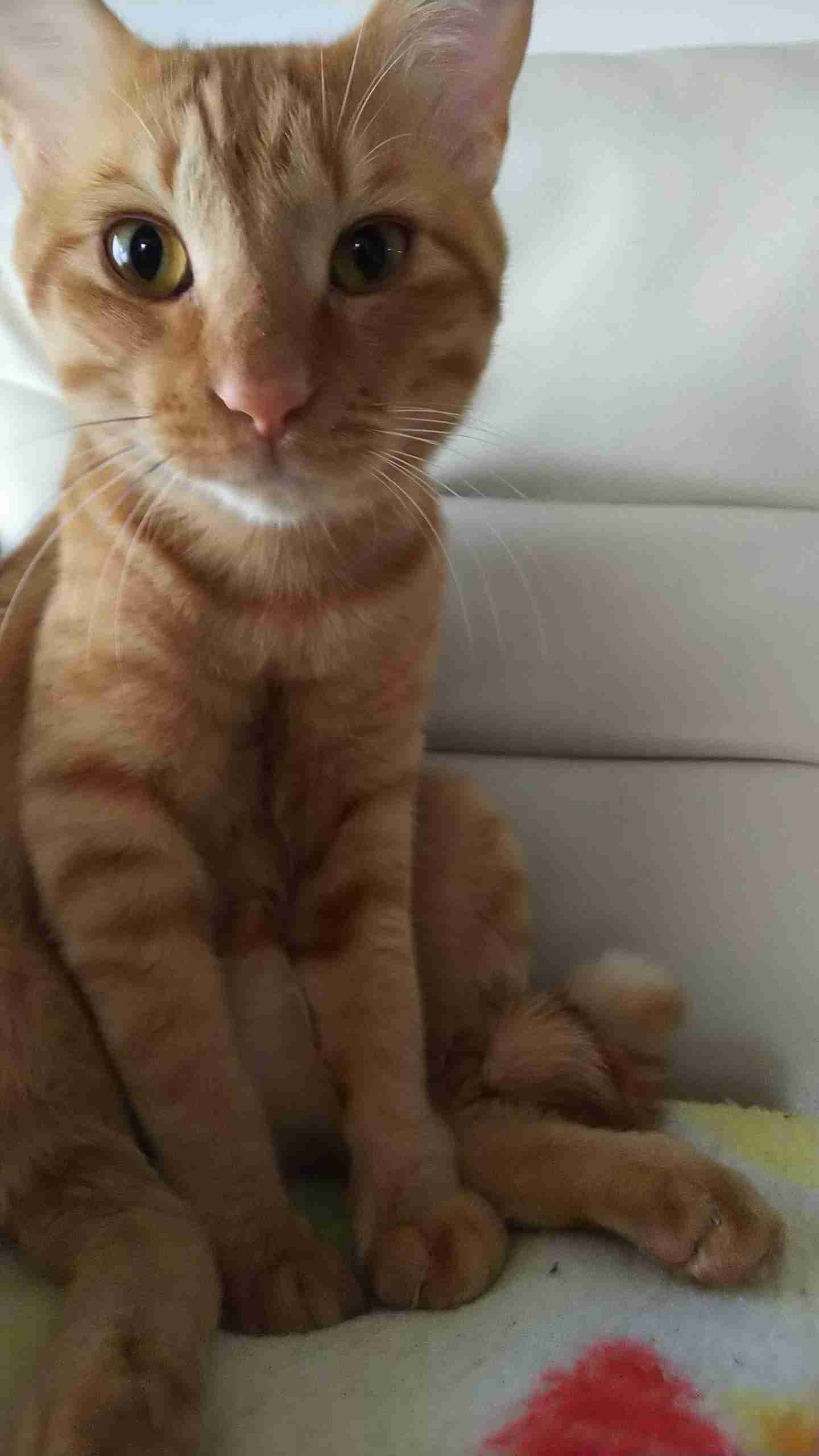 (身バレしない程度に)お宅の猫ちゃん見せてください!part3