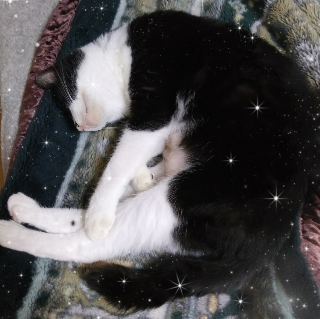 (身バレしない程度に)お宅の猫ちゃん見せてください!part3