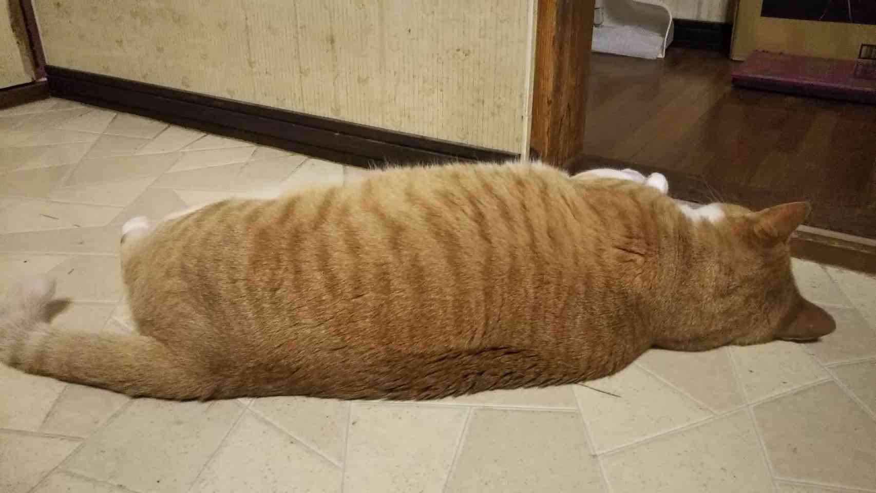 (身バレしない程度に)お宅の猫ちゃん見せてください!part3