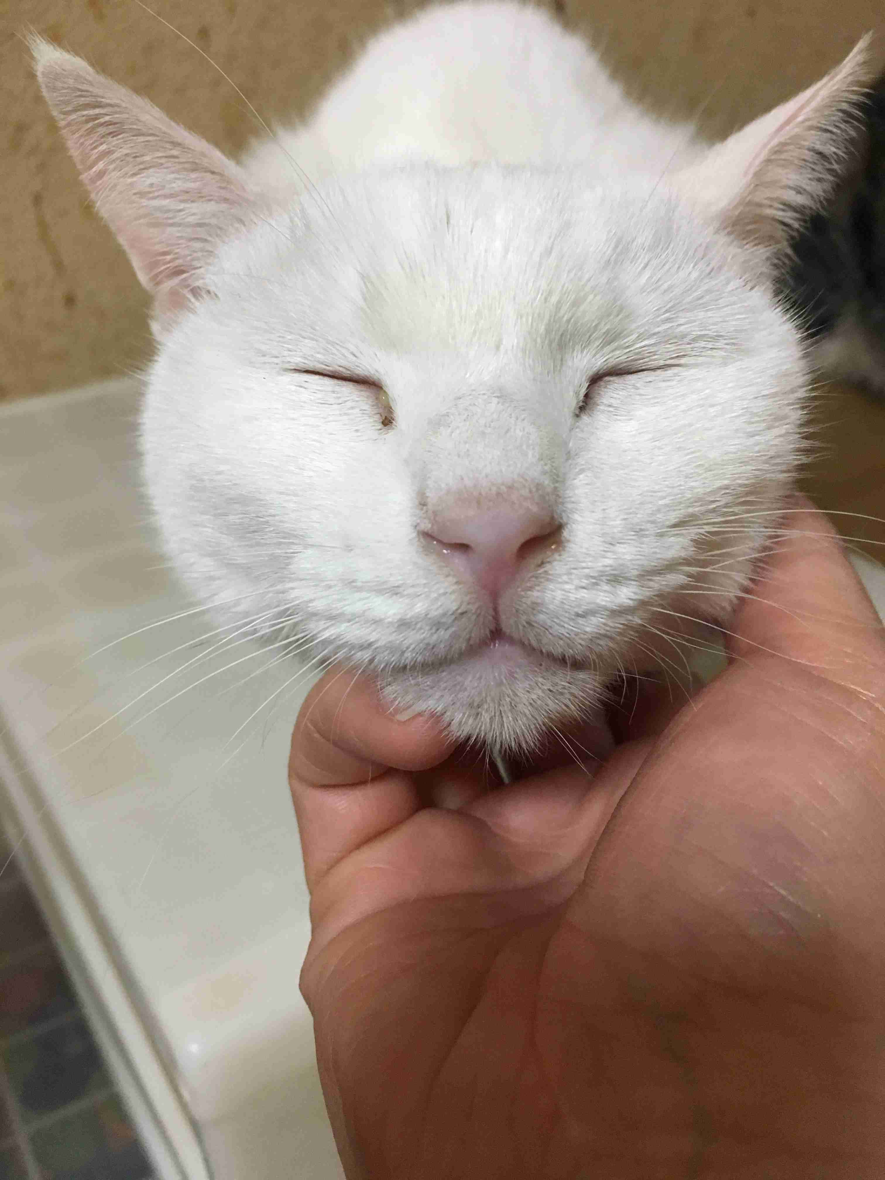 (身バレしない程度に)お宅の猫ちゃん見せてください!part3