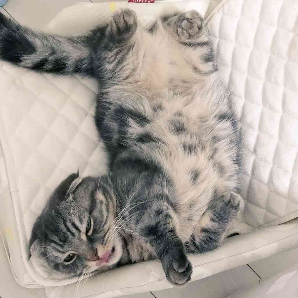 (身バレしない程度に)お宅の猫ちゃん見せてください!part3