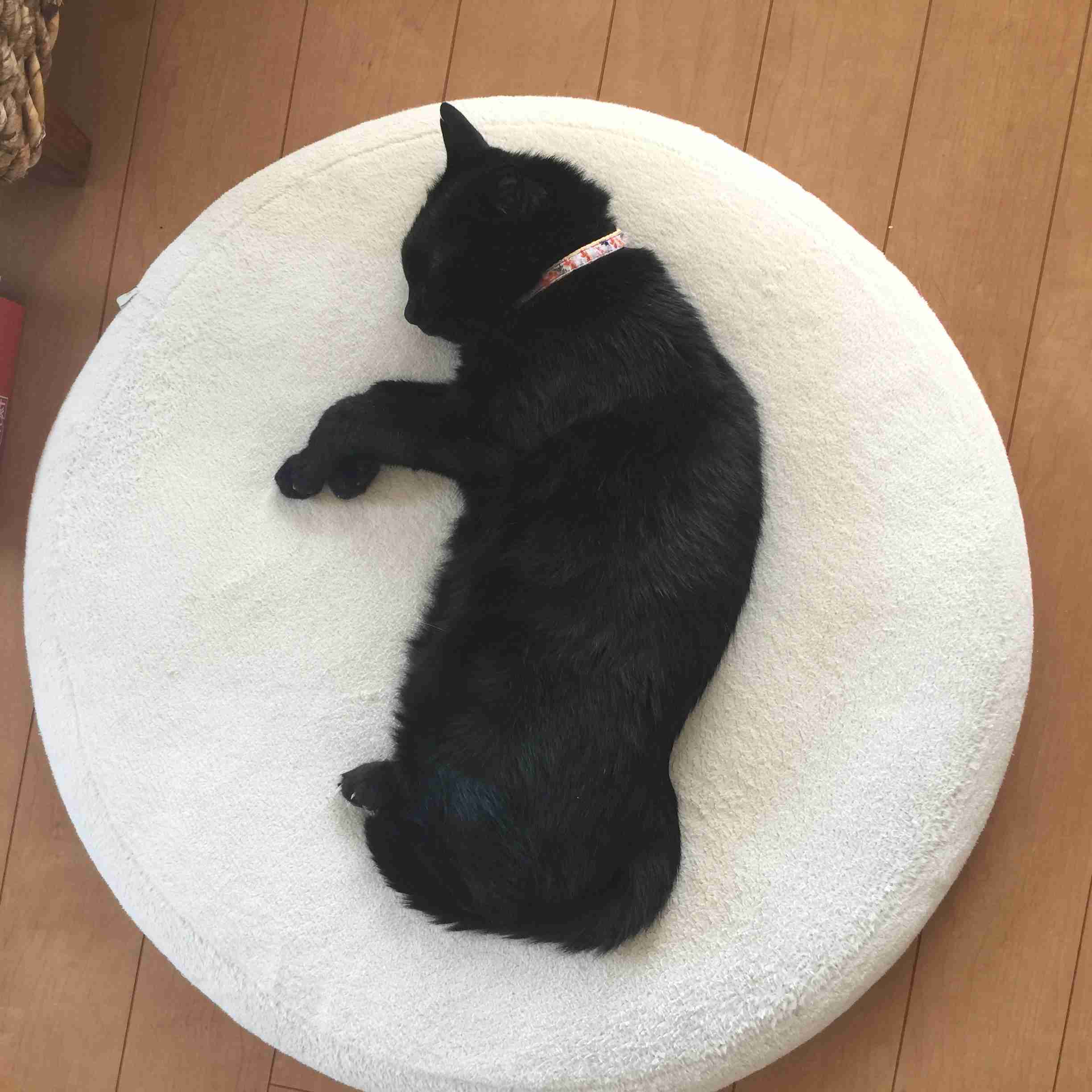 (身バレしない程度に)お宅の猫ちゃん見せてください!part3