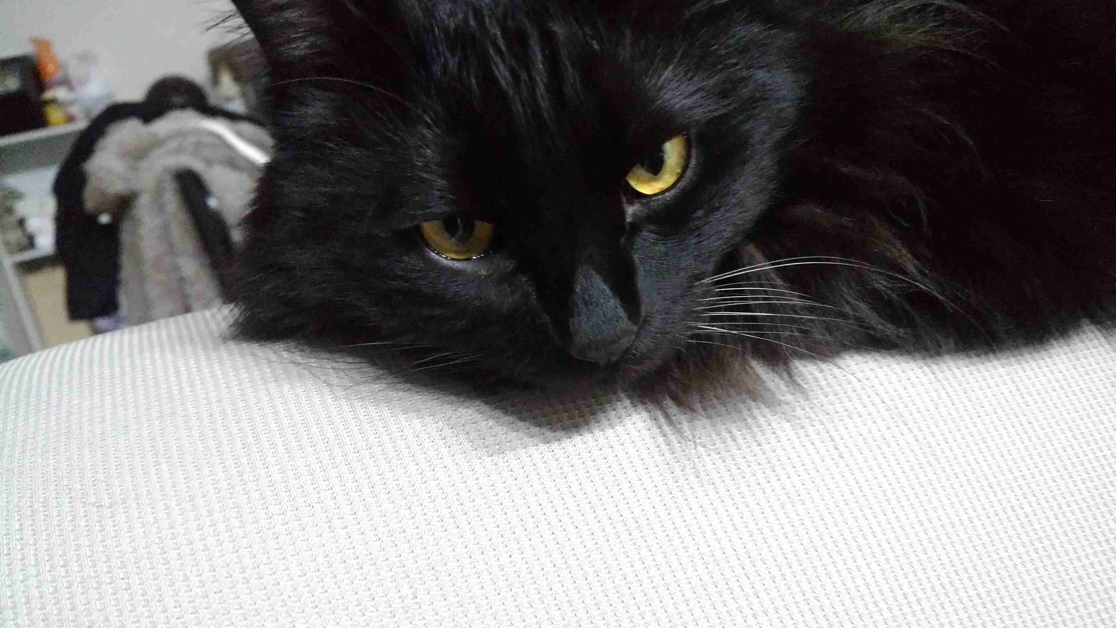 (身バレしない程度に)お宅の猫ちゃん見せてください!part3