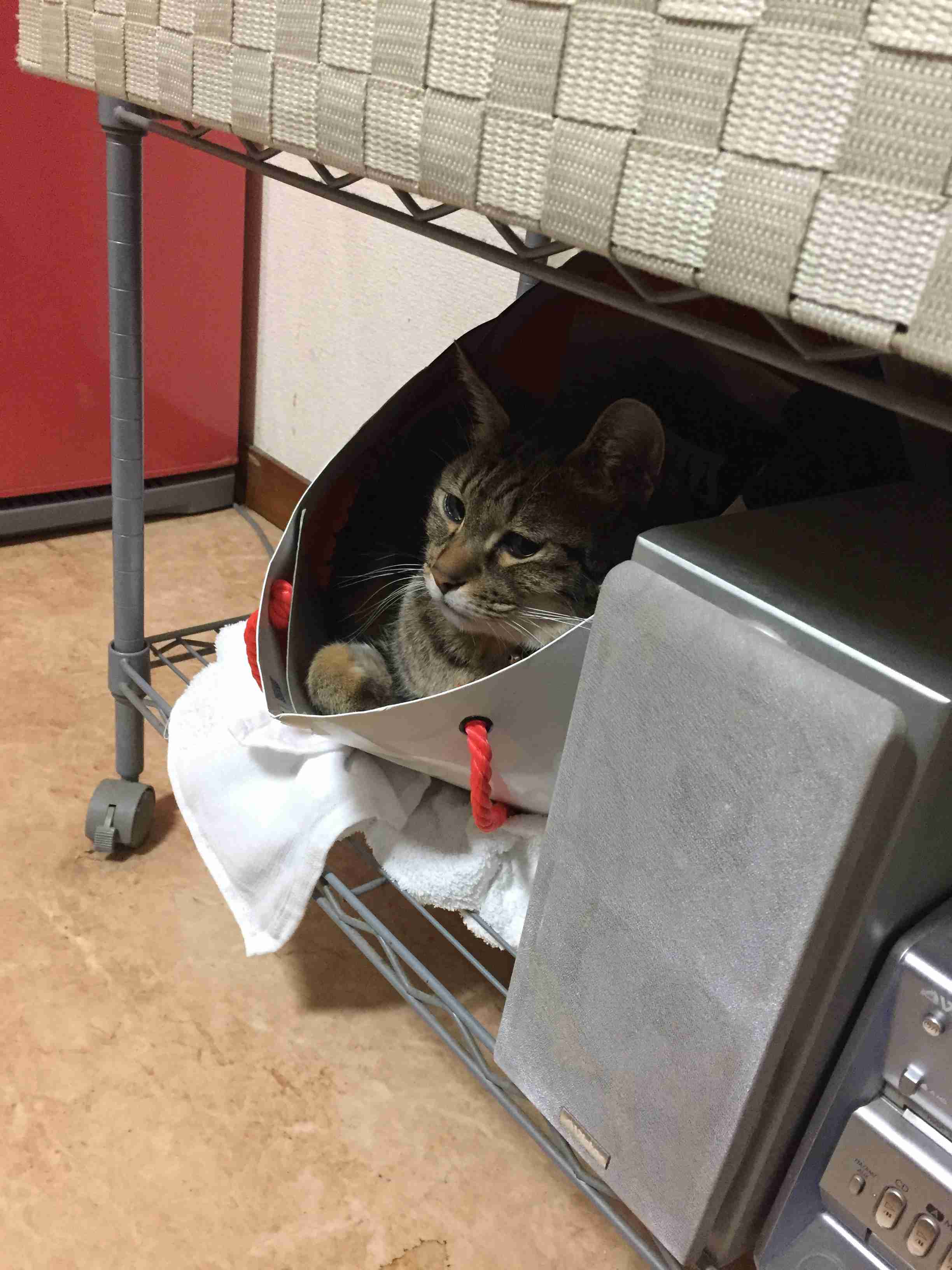 (身バレしない程度に)お宅の猫ちゃん見せてください!part3