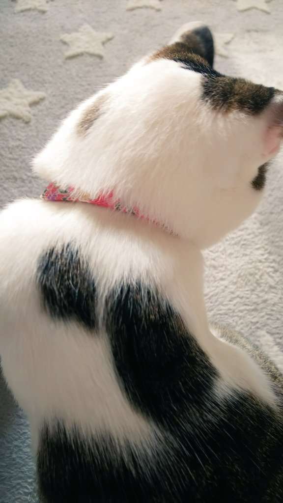 (身バレしない程度に)お宅の猫ちゃん見せてください!part3