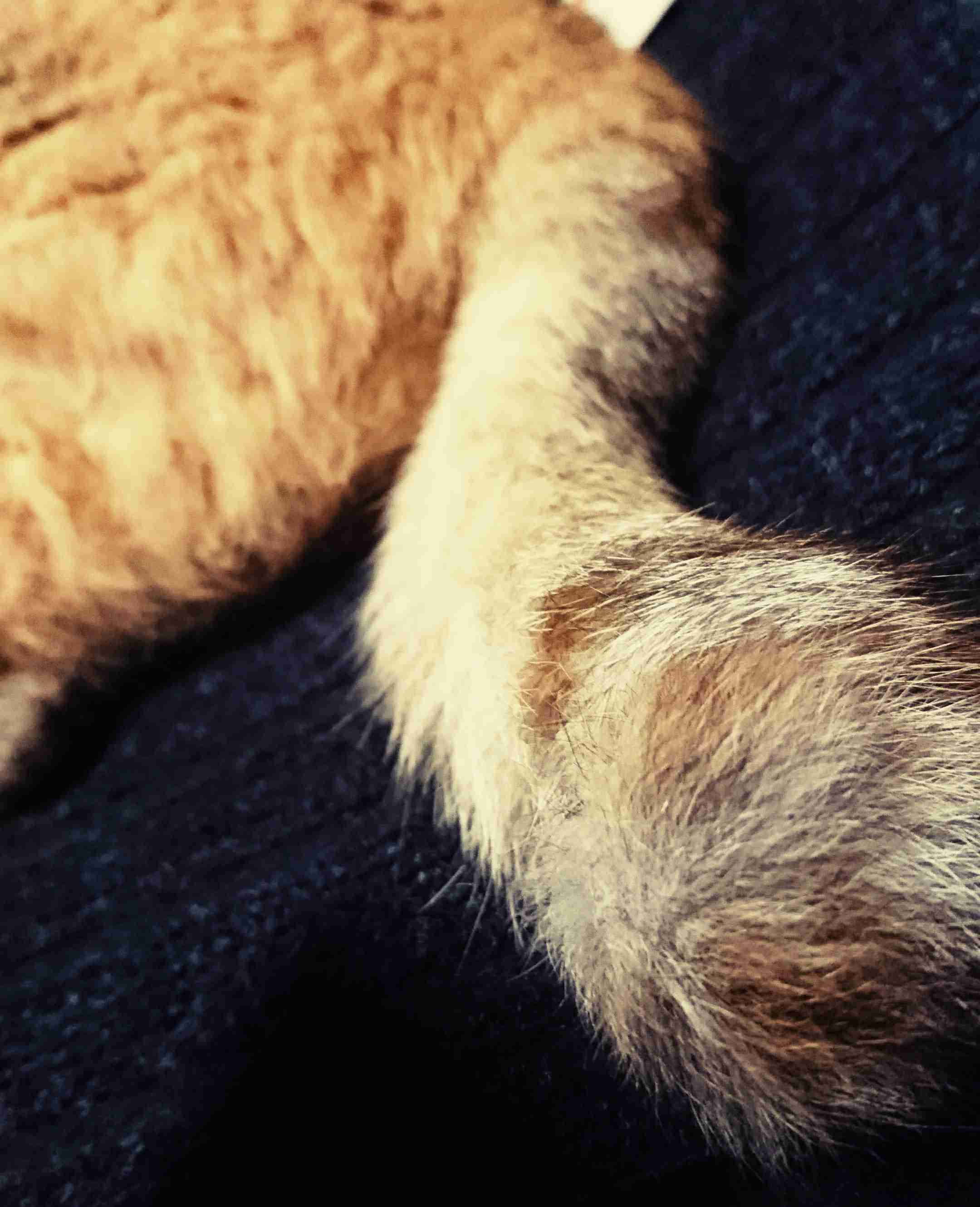 (身バレしない程度に)お宅の猫ちゃん見せてください!part3