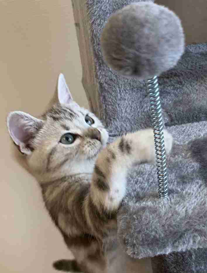 (身バレしない程度に)お宅の猫ちゃん見せてください!part3