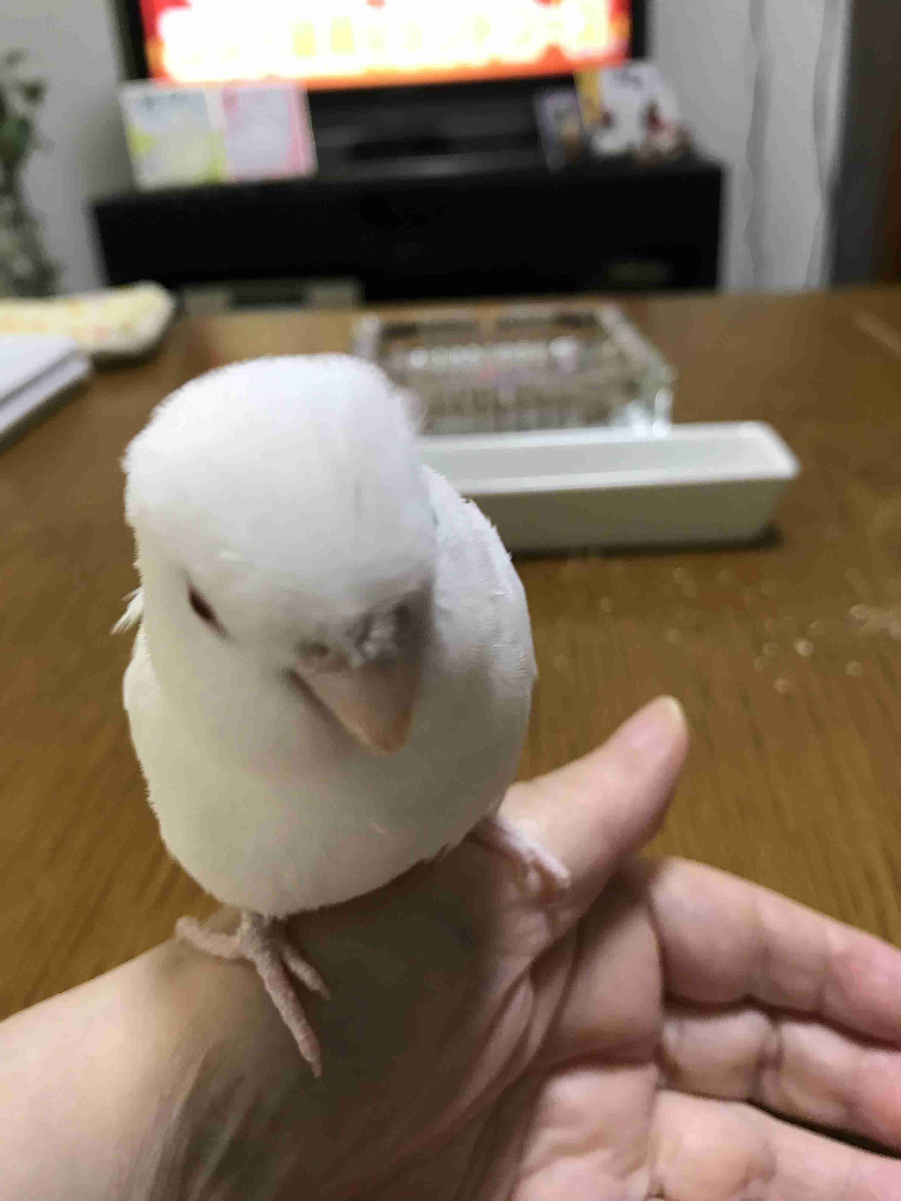 (身バレしない程度に)お宅の猫ちゃん見せてください!part3
