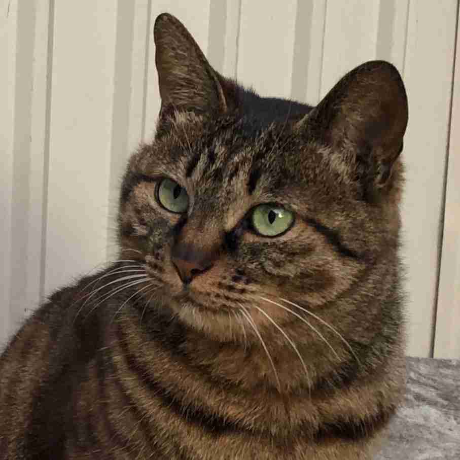 (身バレしない程度に)お宅の猫ちゃん見せてください!part3