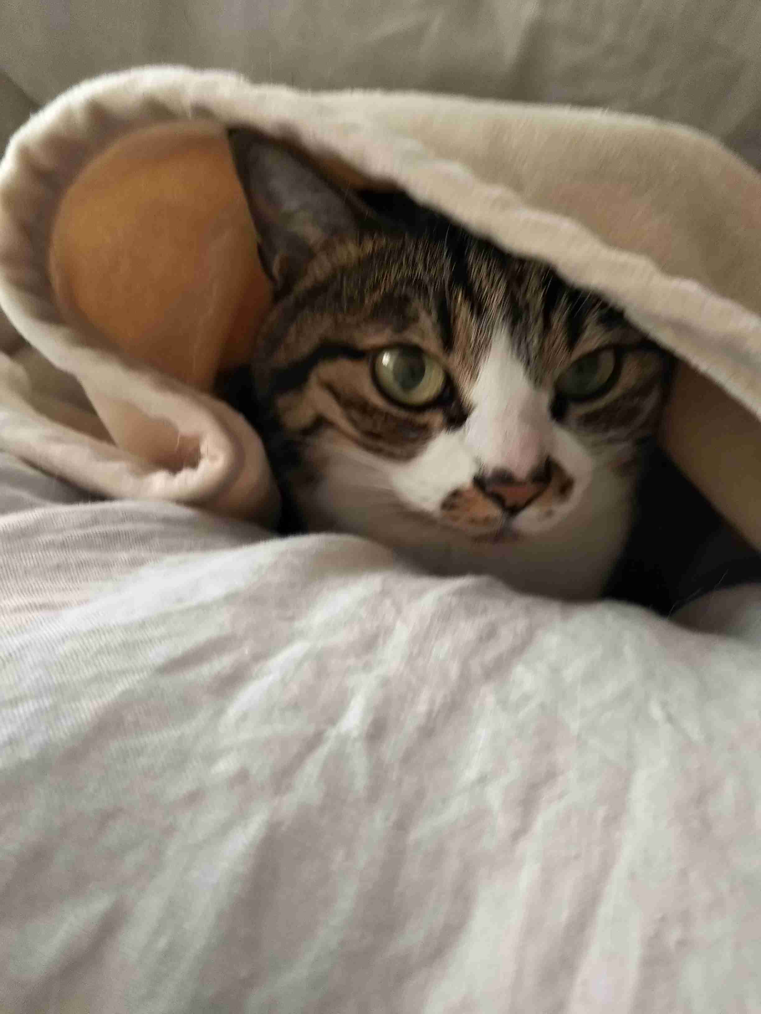 (身バレしない程度に)お宅の猫ちゃん見せてください!part3