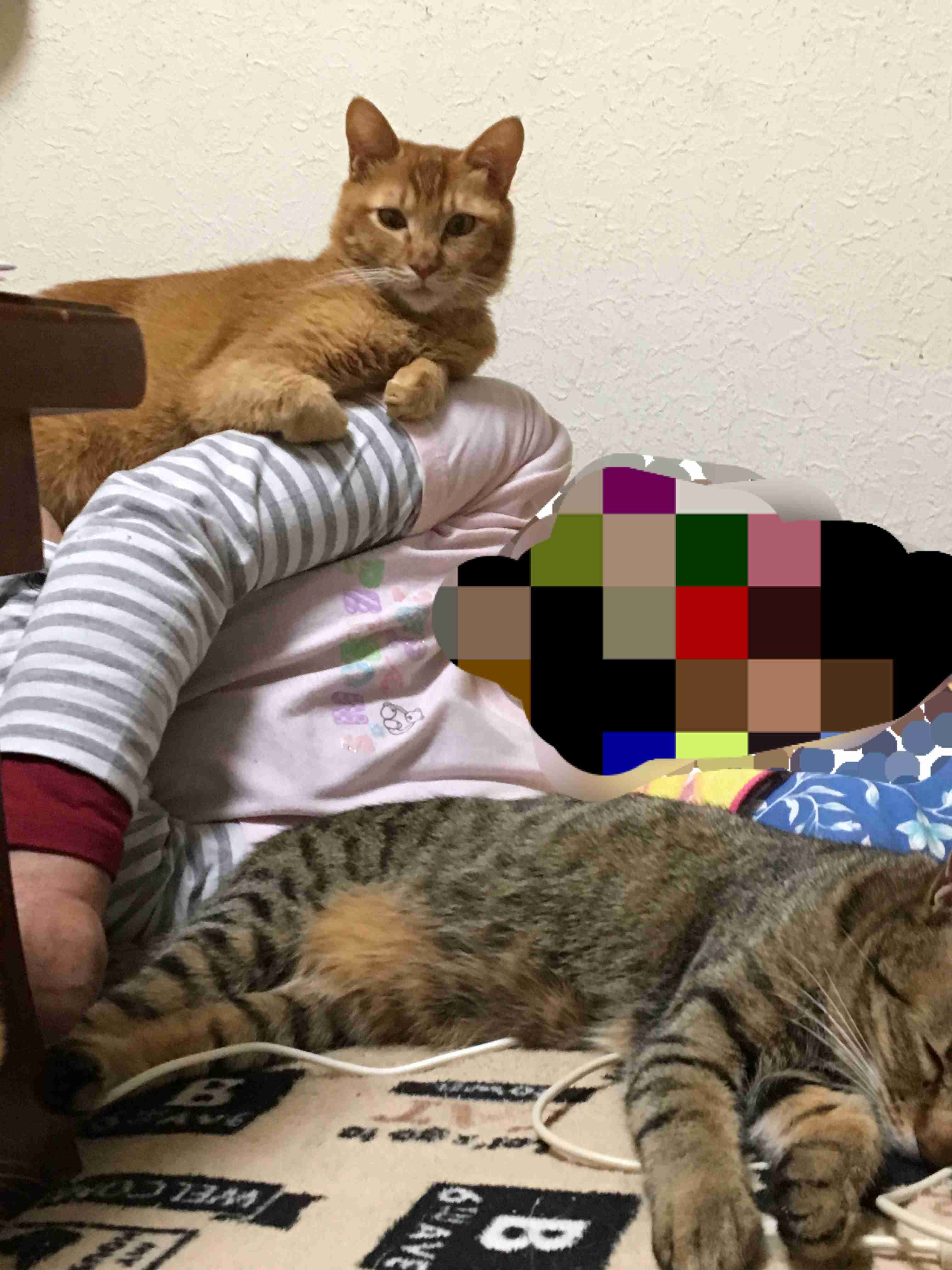 (身バレしない程度に)お宅の猫ちゃん見せてください!part3
