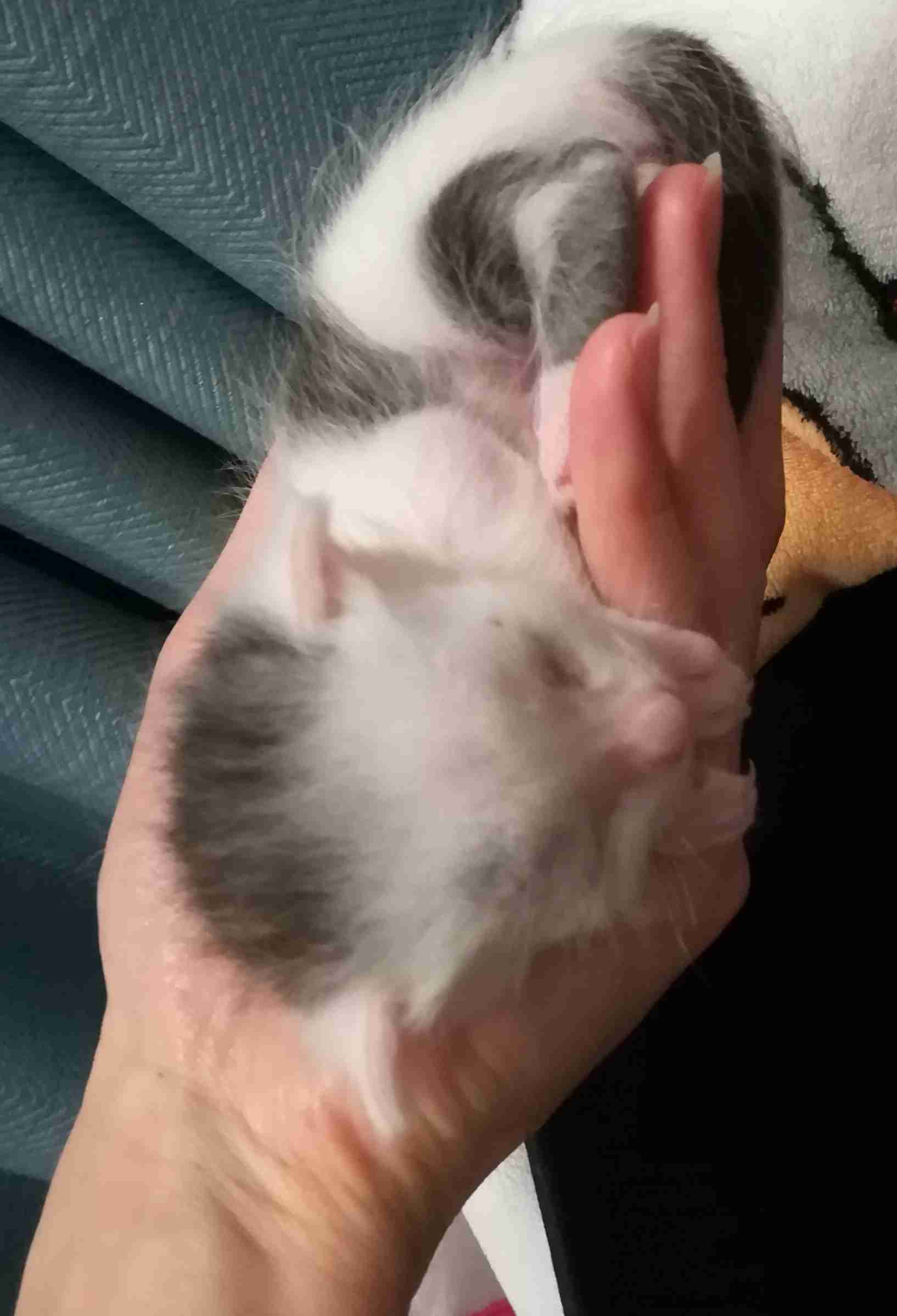 (身バレしない程度に)お宅の猫ちゃん見せてください!part3