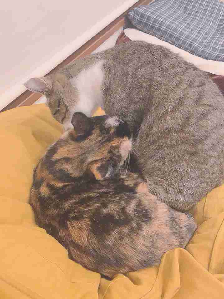 (身バレしない程度に)お宅の猫ちゃん見せてください!part3