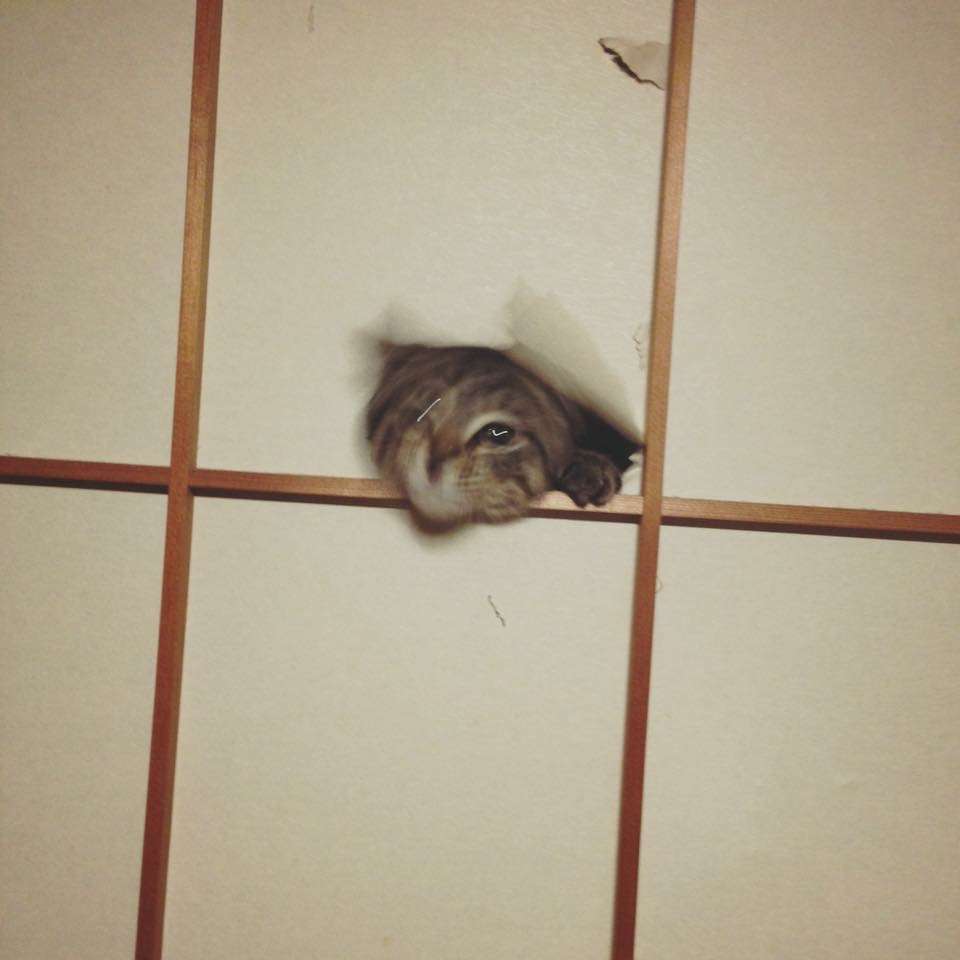 (身バレしない程度に)お宅の猫ちゃん見せてください!part3